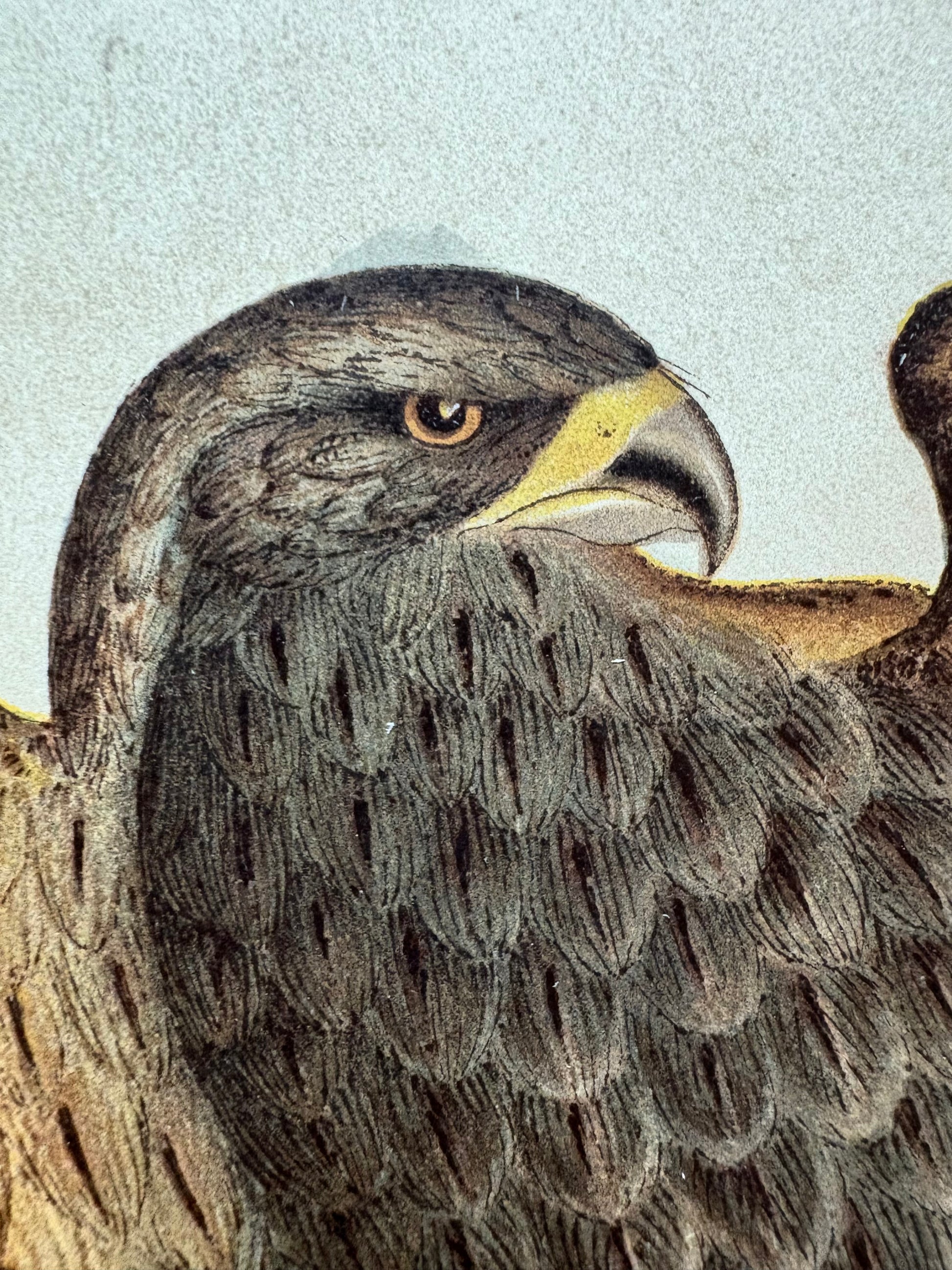 1891 Antique lithographic print, Gracius Broinowski, Bird of Prey, Australian birds, unframed art