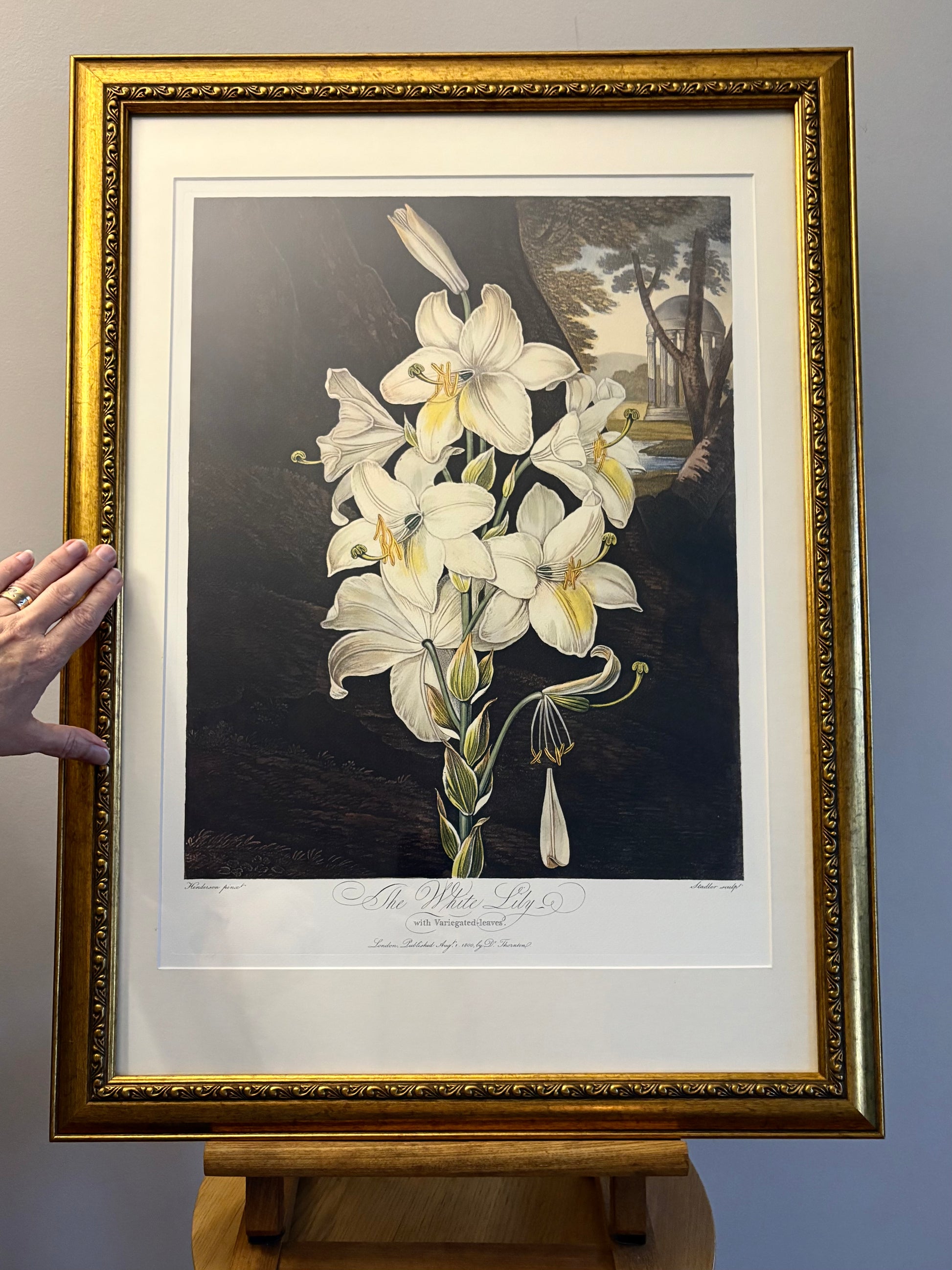 Framed large White Lily print, Temple of Flora, Robert Thornton, quality framed art