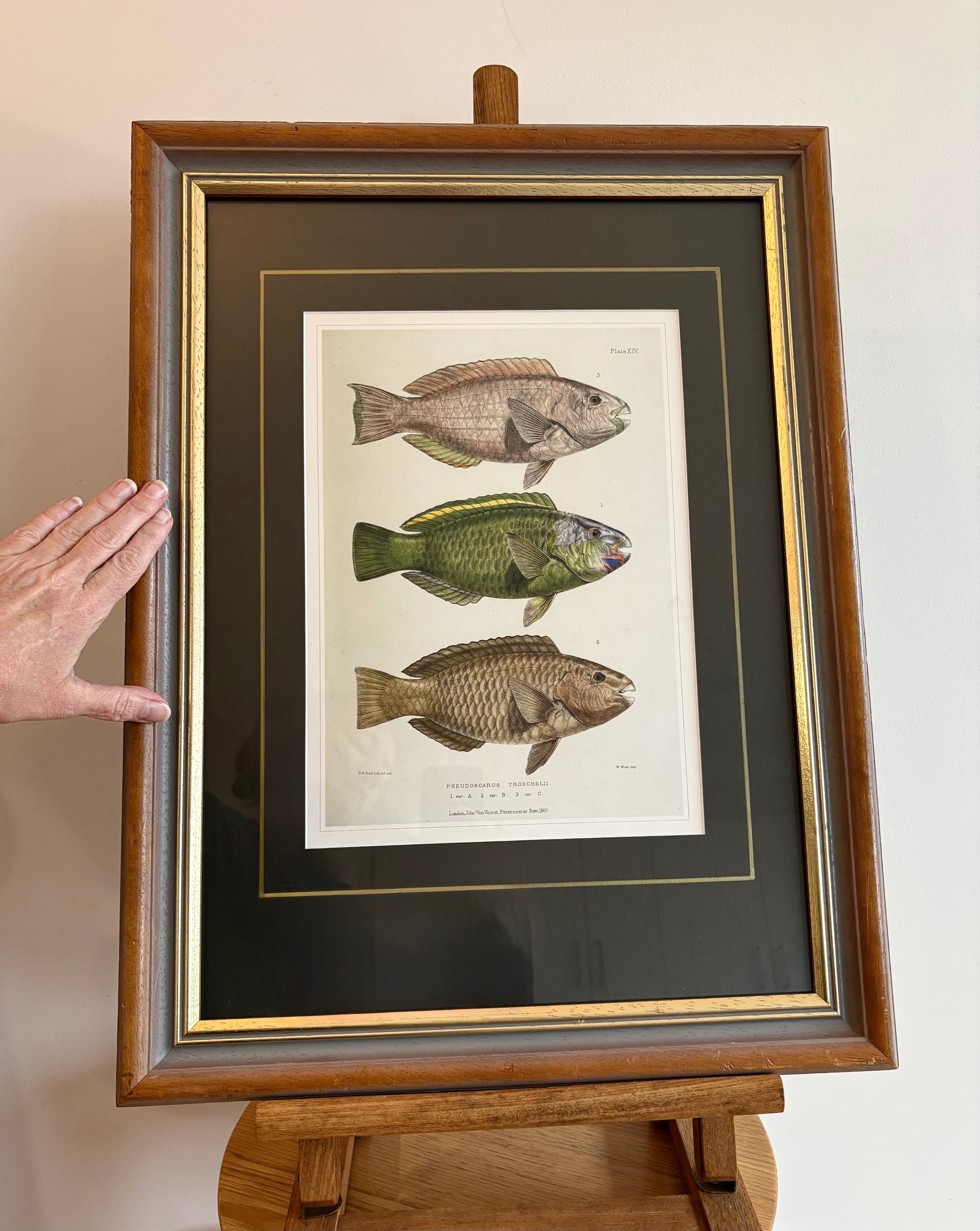 Vintage print, colourful parrot fish, framed wall art, vintage fishing print