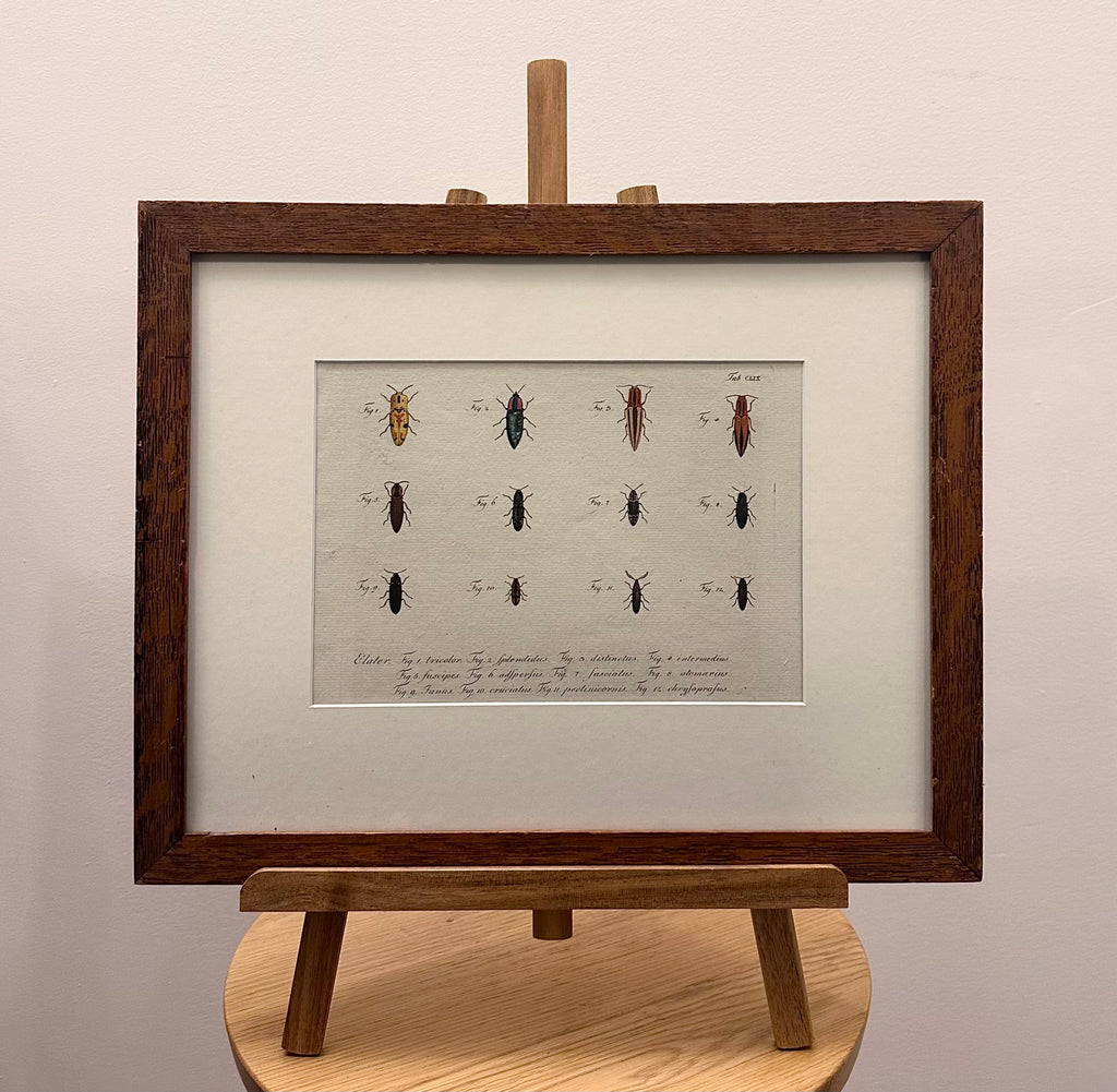 1790s genuine antique beetle artwork, hand coloured engraving, framed