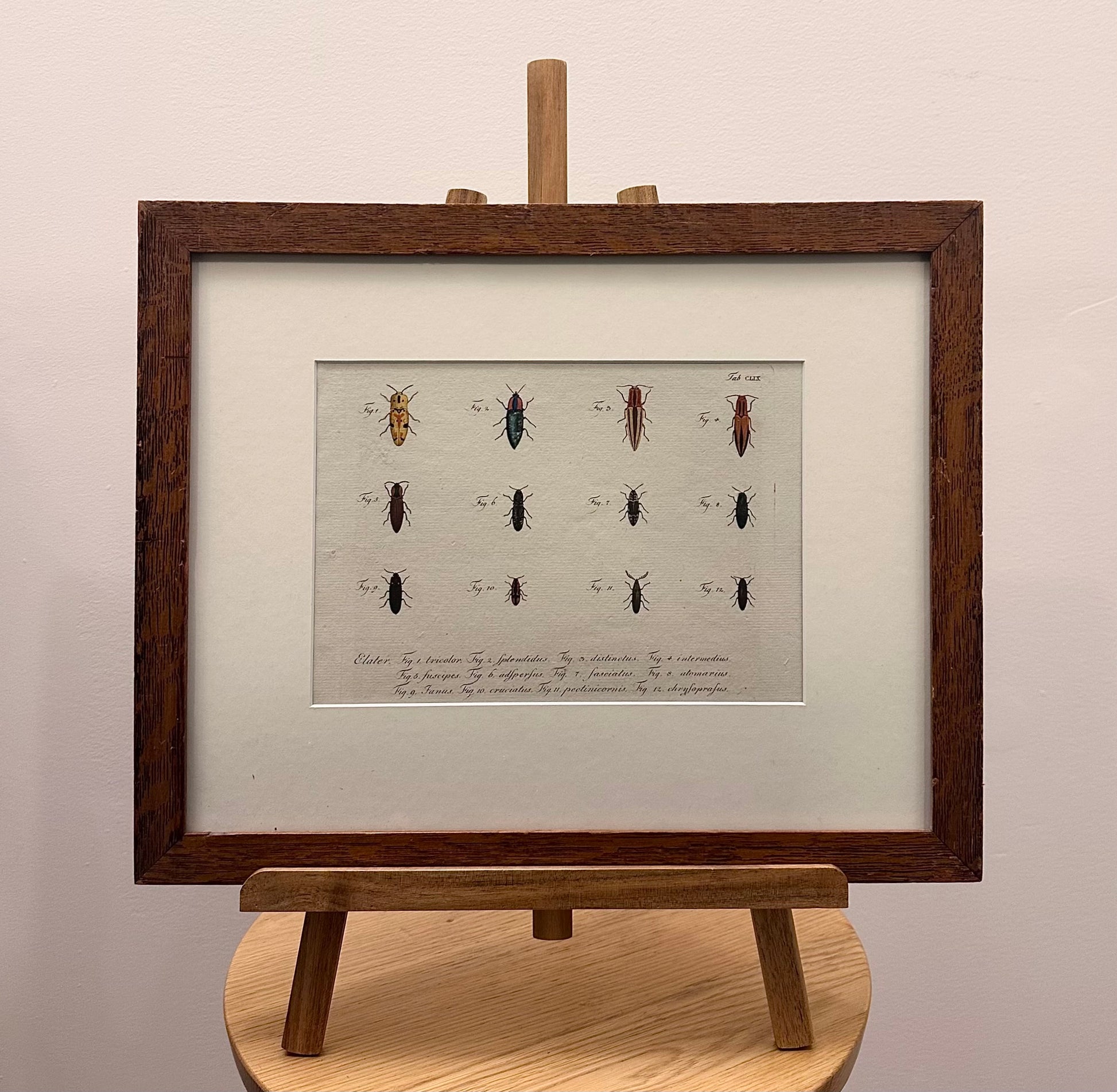 1790s genuine antique beetle artwork, hand coloured engraving, framed