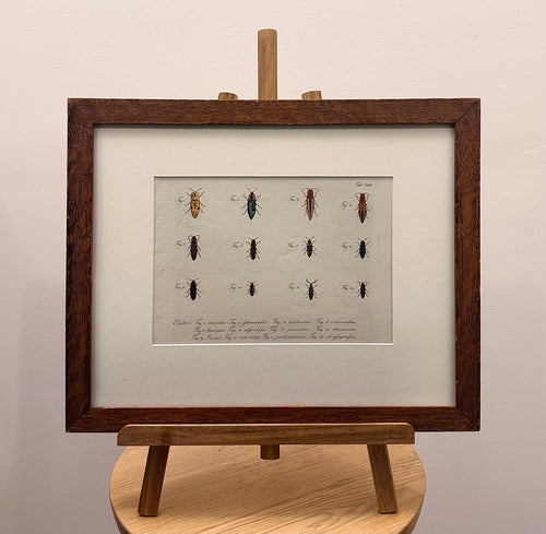 1790s genuine antique beetle artwork, hand coloured engraving, framed