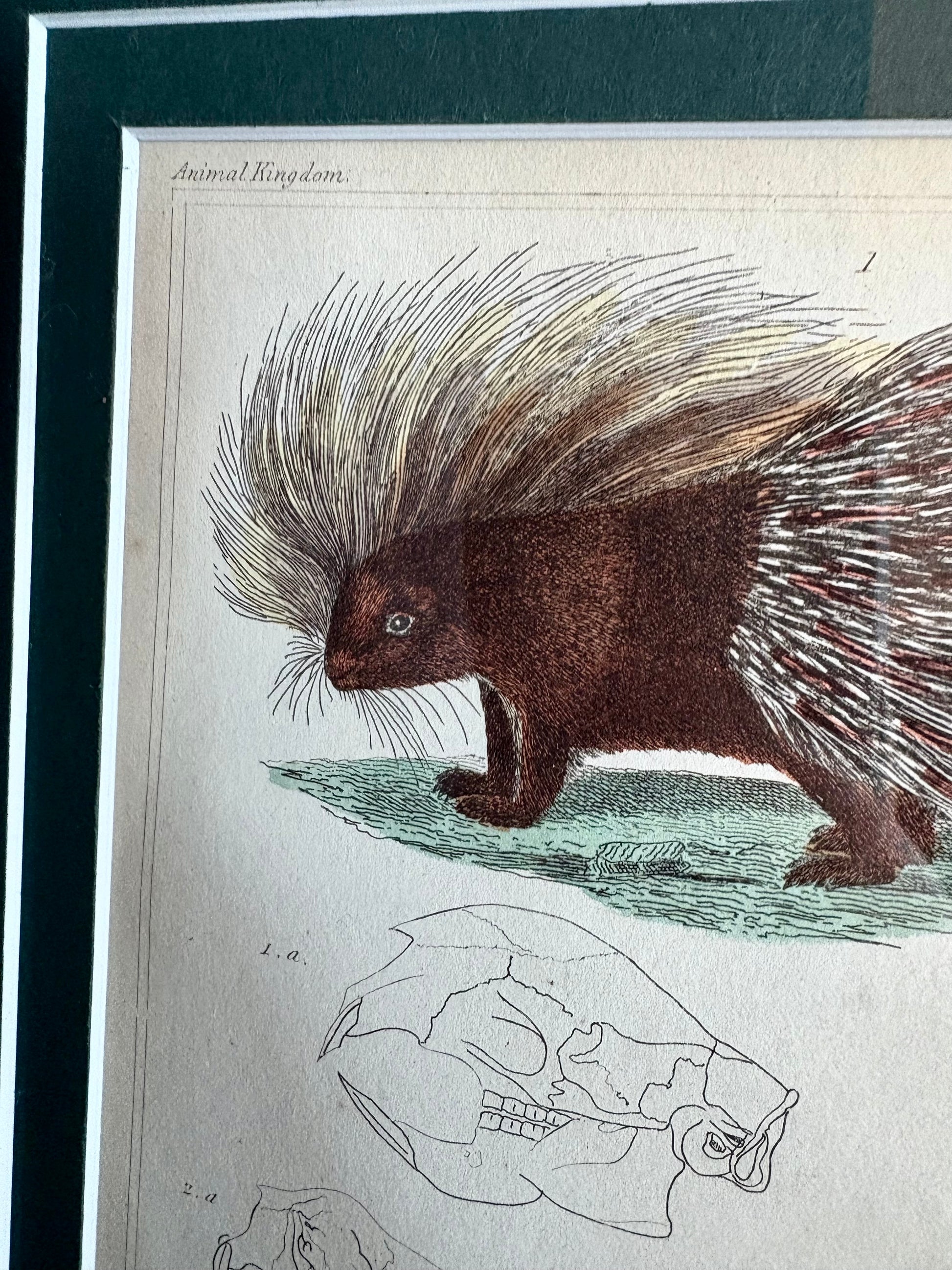 1830s Copperplate engraving, hand coloured,French, Porcupine, framed art, antique