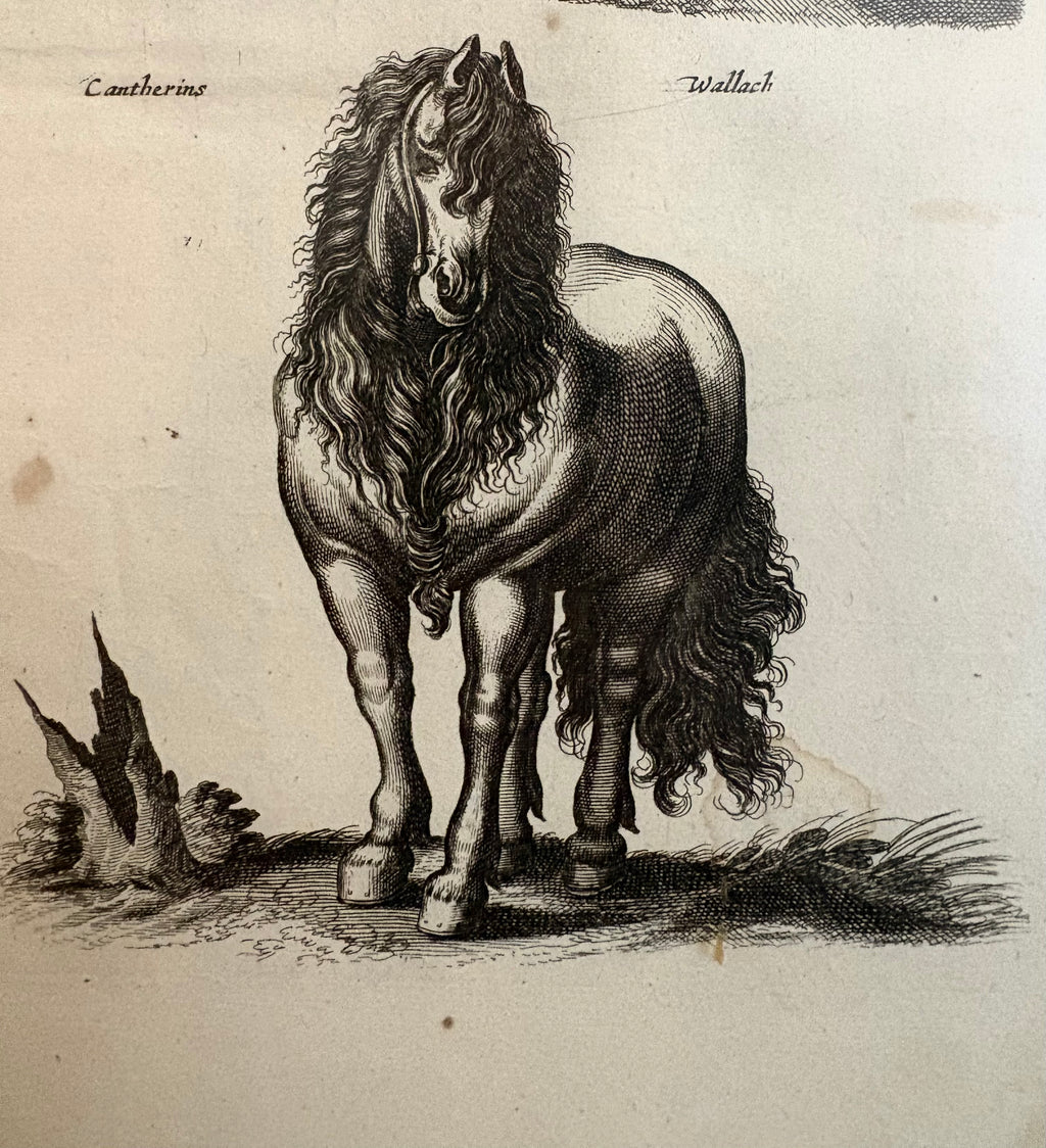 1657 Authentic antique engraving, horses, gilt framed artwork