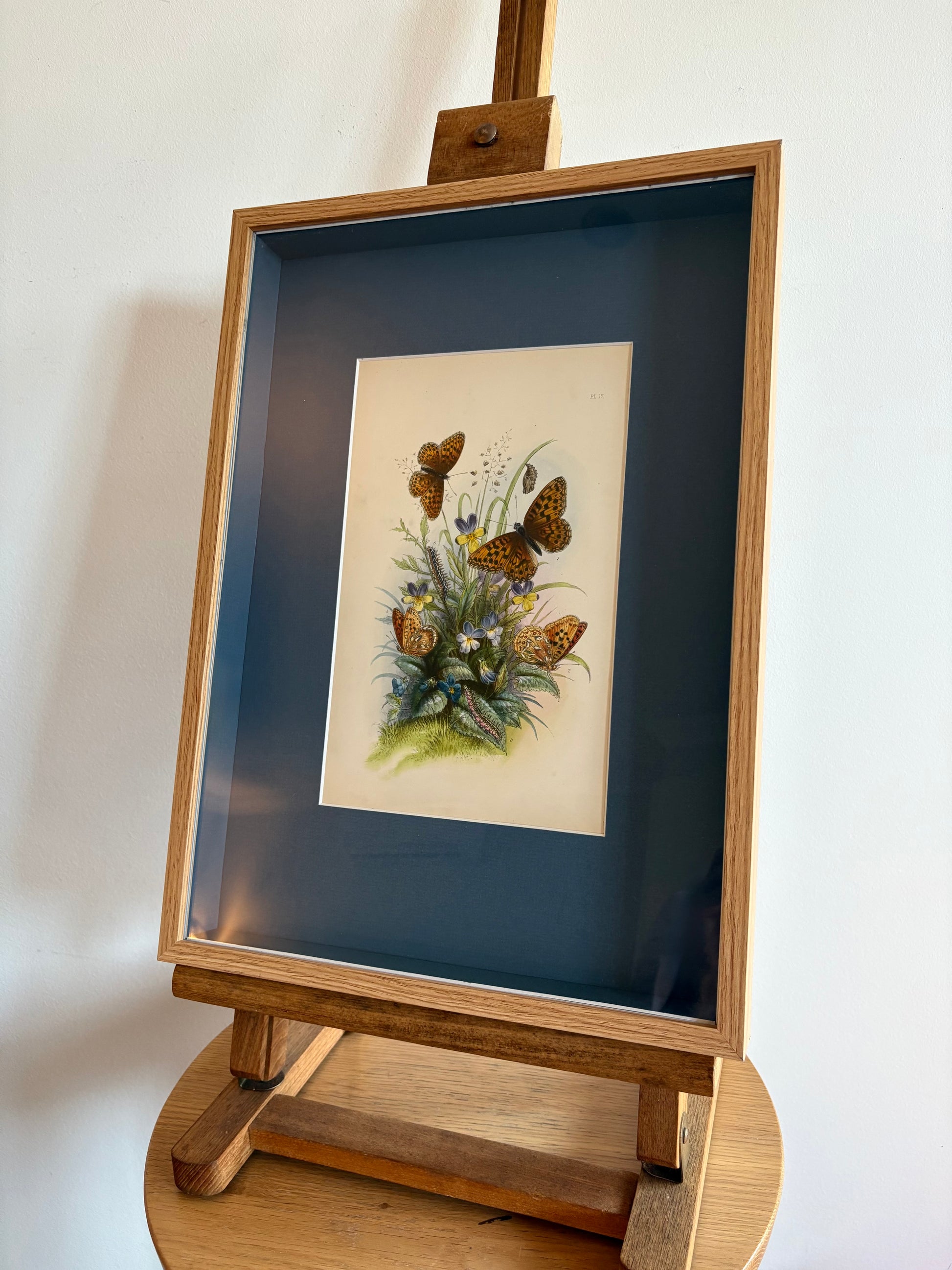 1840s Genuine antique butterfly lithograph with hand colouring, flowers, vintage framed art