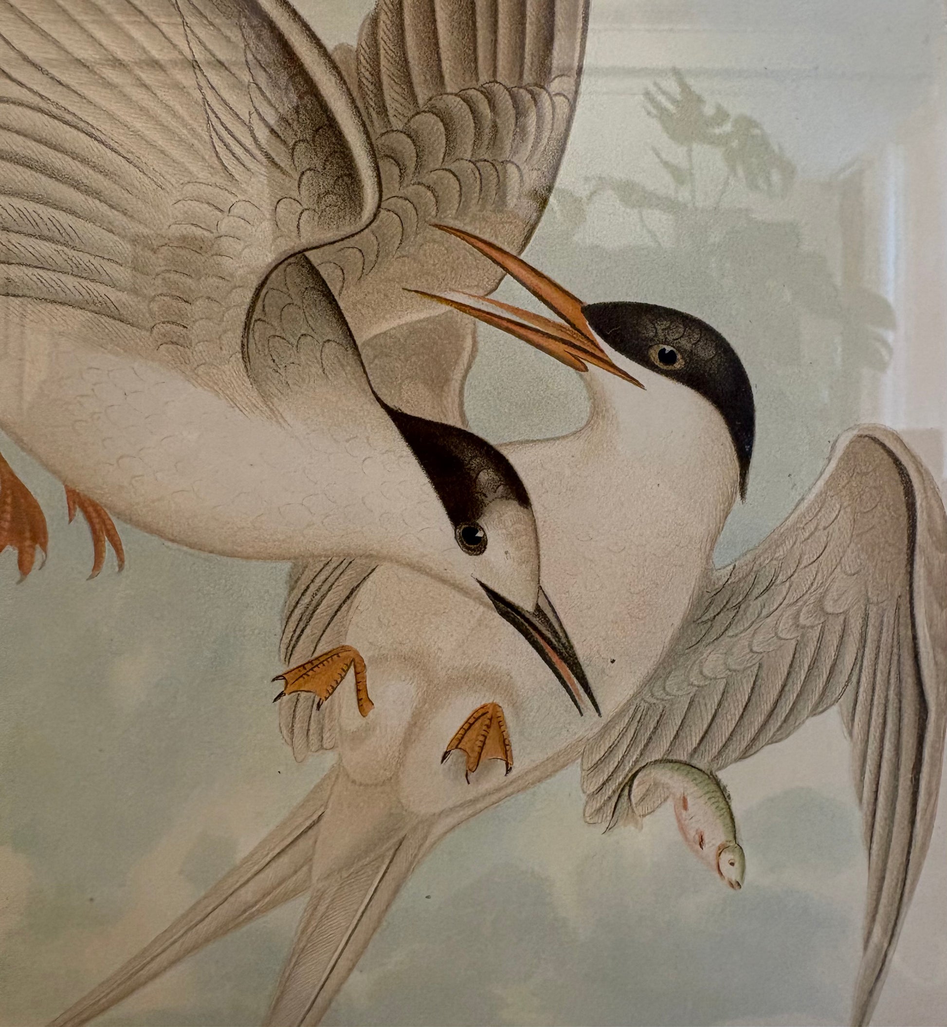 1891 Antique lithographic print, Gracius Broinowski, seabird, Australian birds, framed art