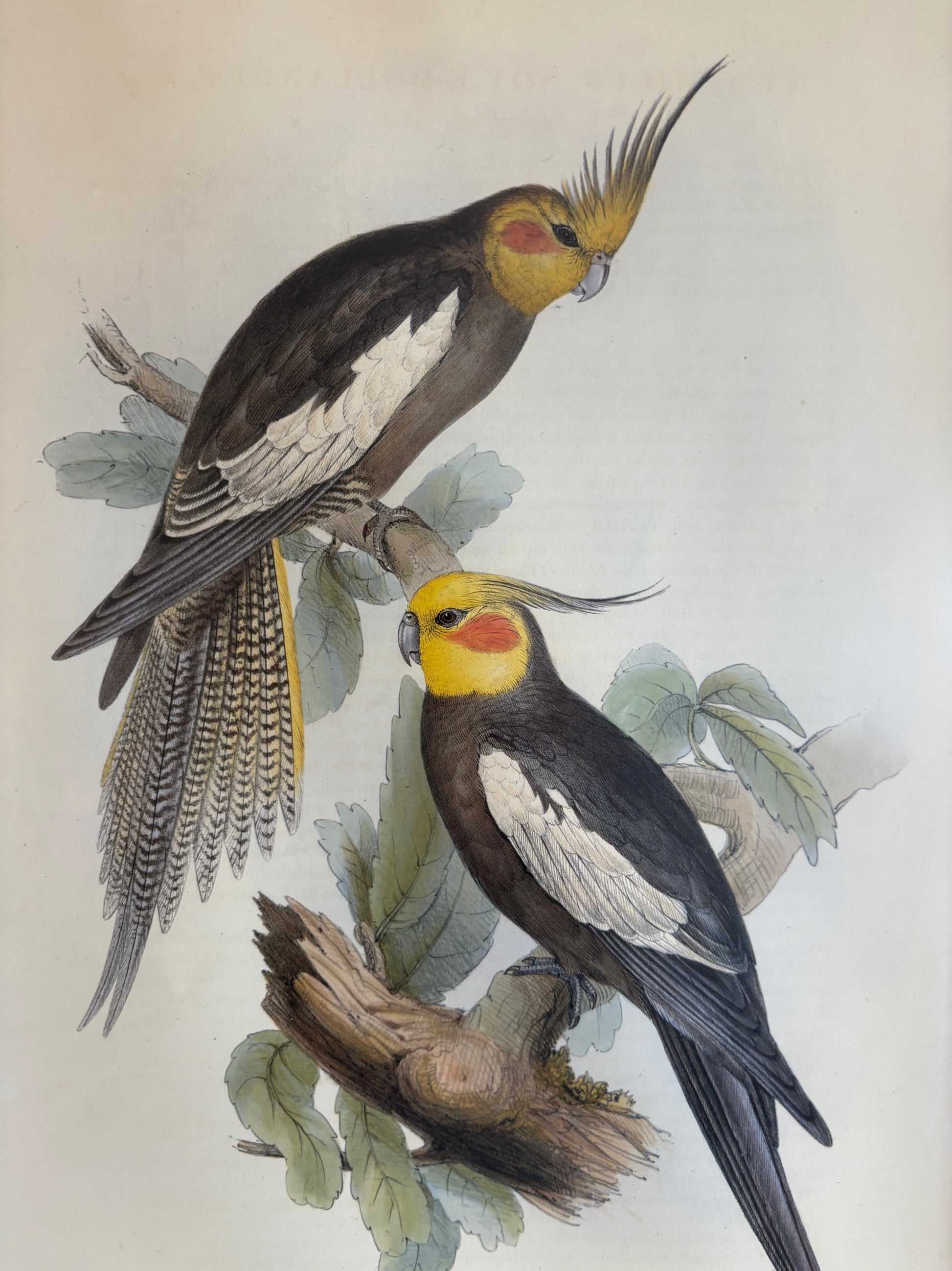 1989 Authentic limited Edition Gould print, Baraband's Cockatiel, vintage art