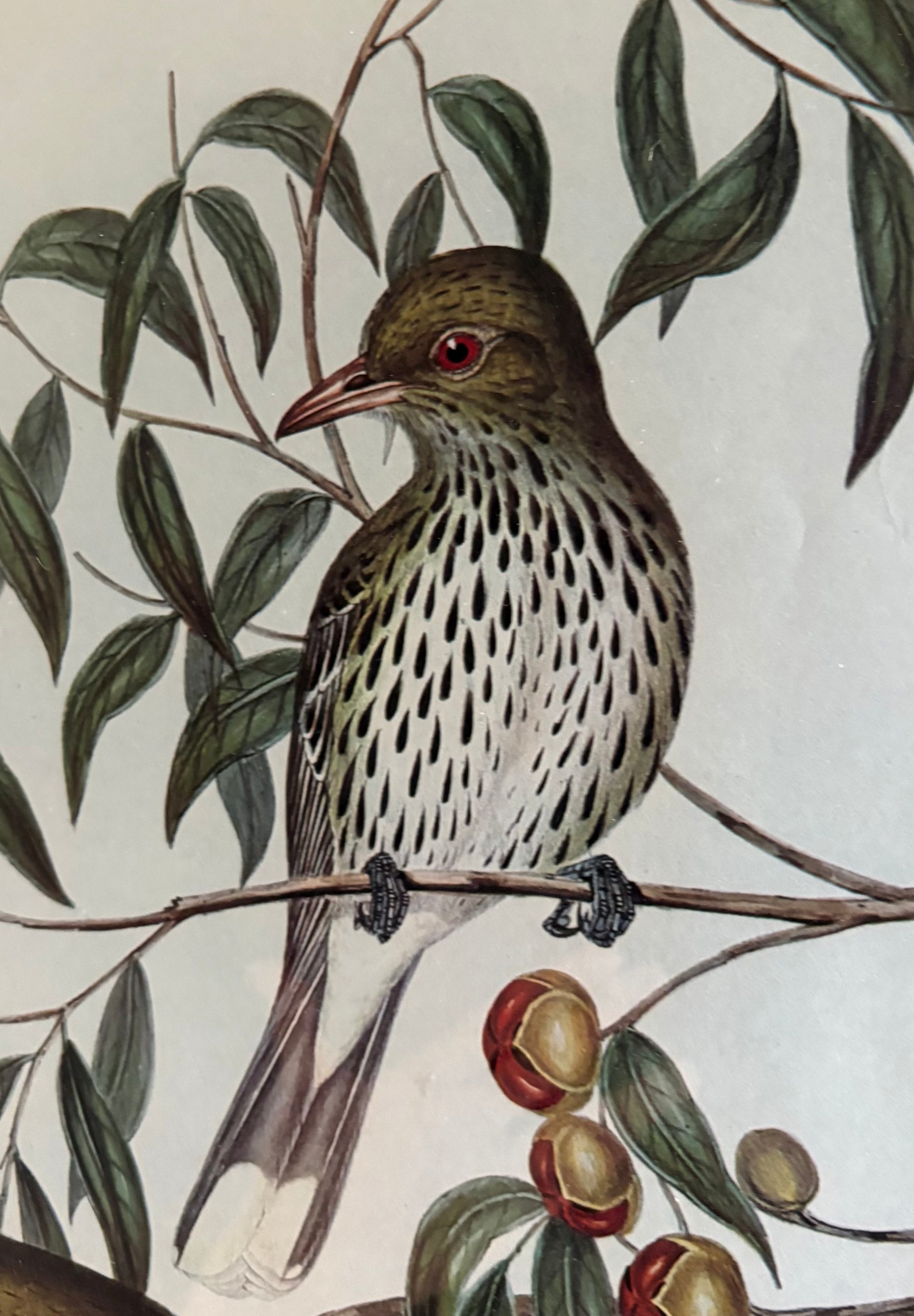 Gould "Birds of Australia" 1970s print, vintage framed art