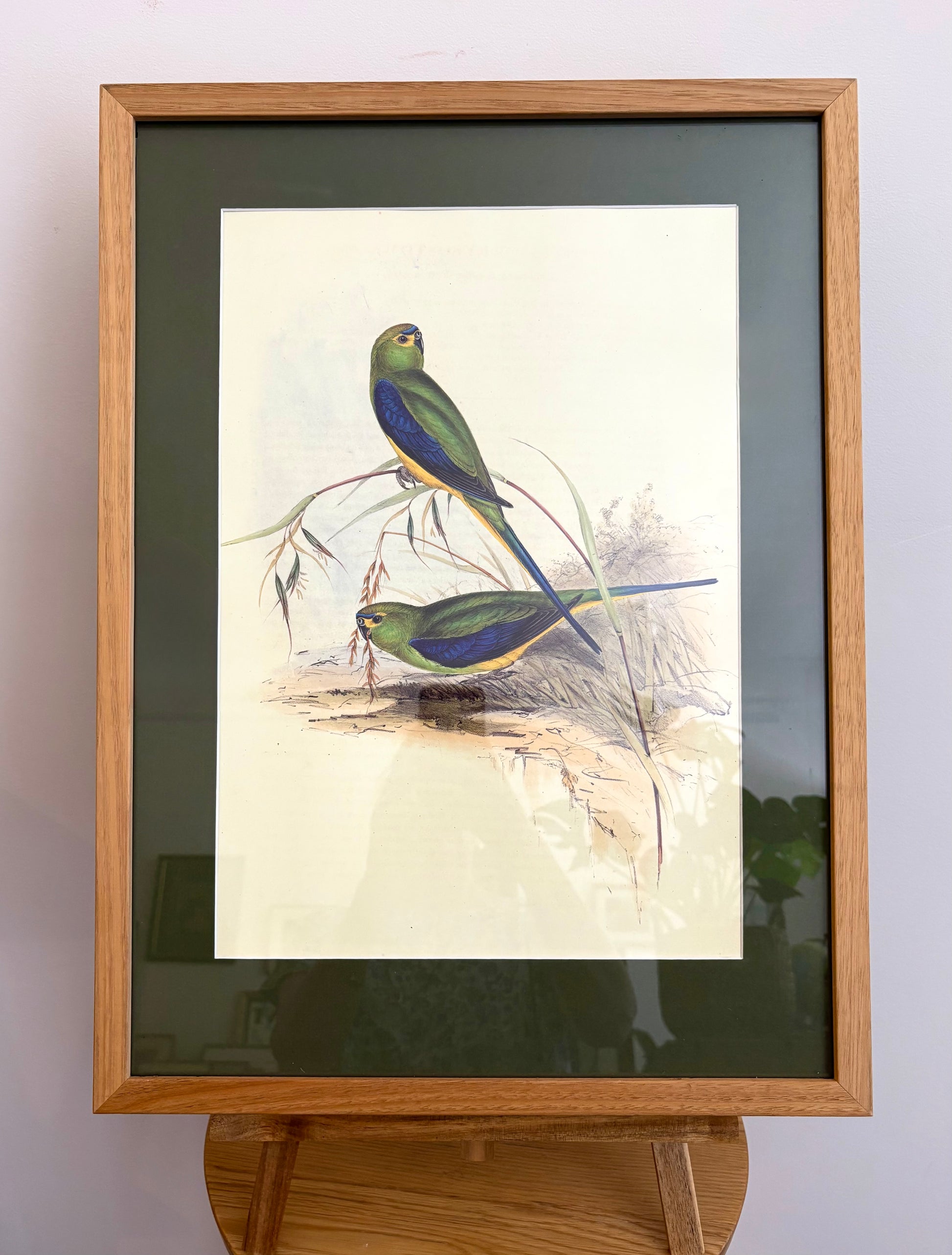 1989 Authentic limited edition 64/500 Gould print, Parakeet, vintage art
