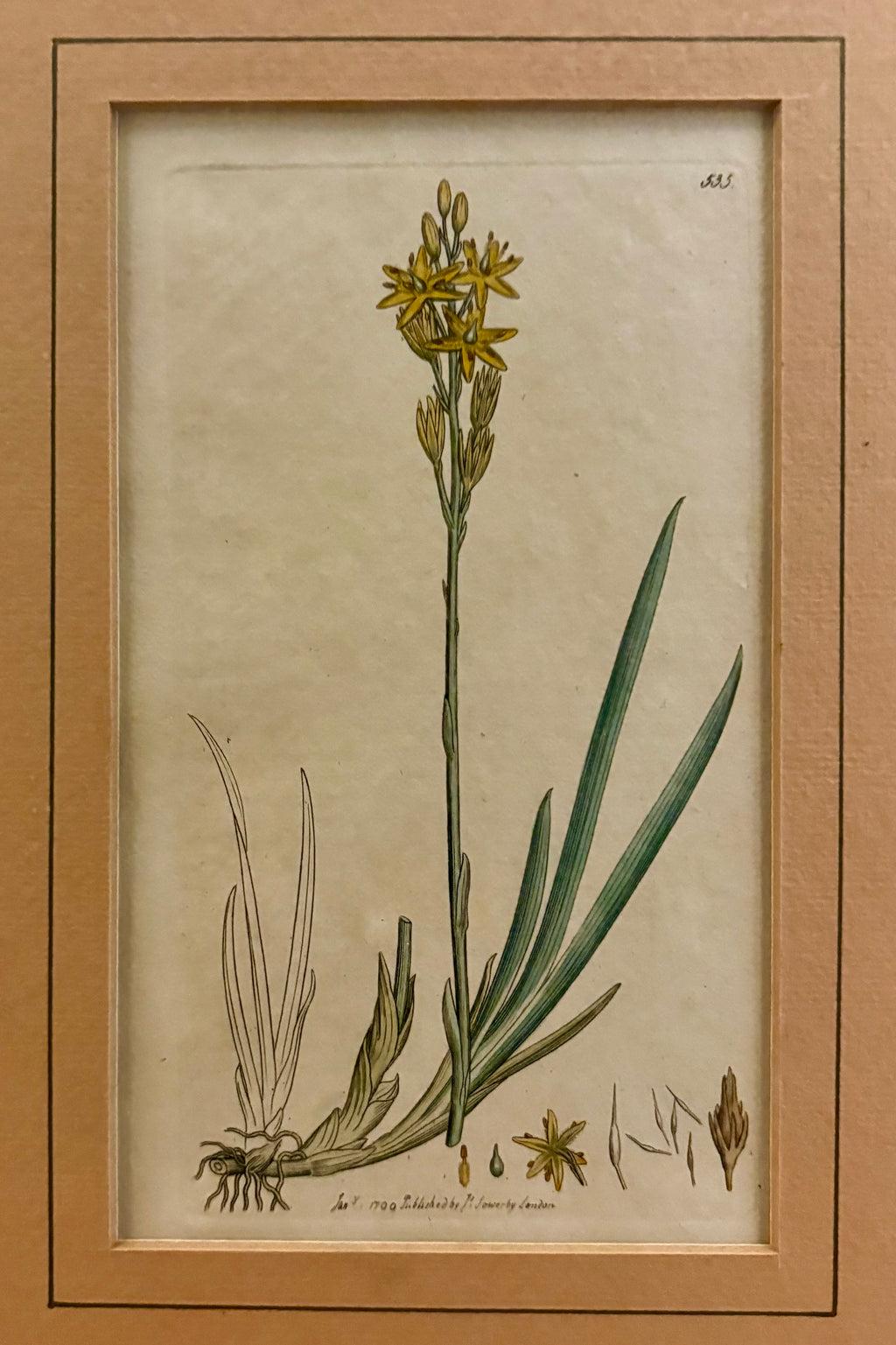 1799 antique botanical art engraving, hand painted, framed art, flower