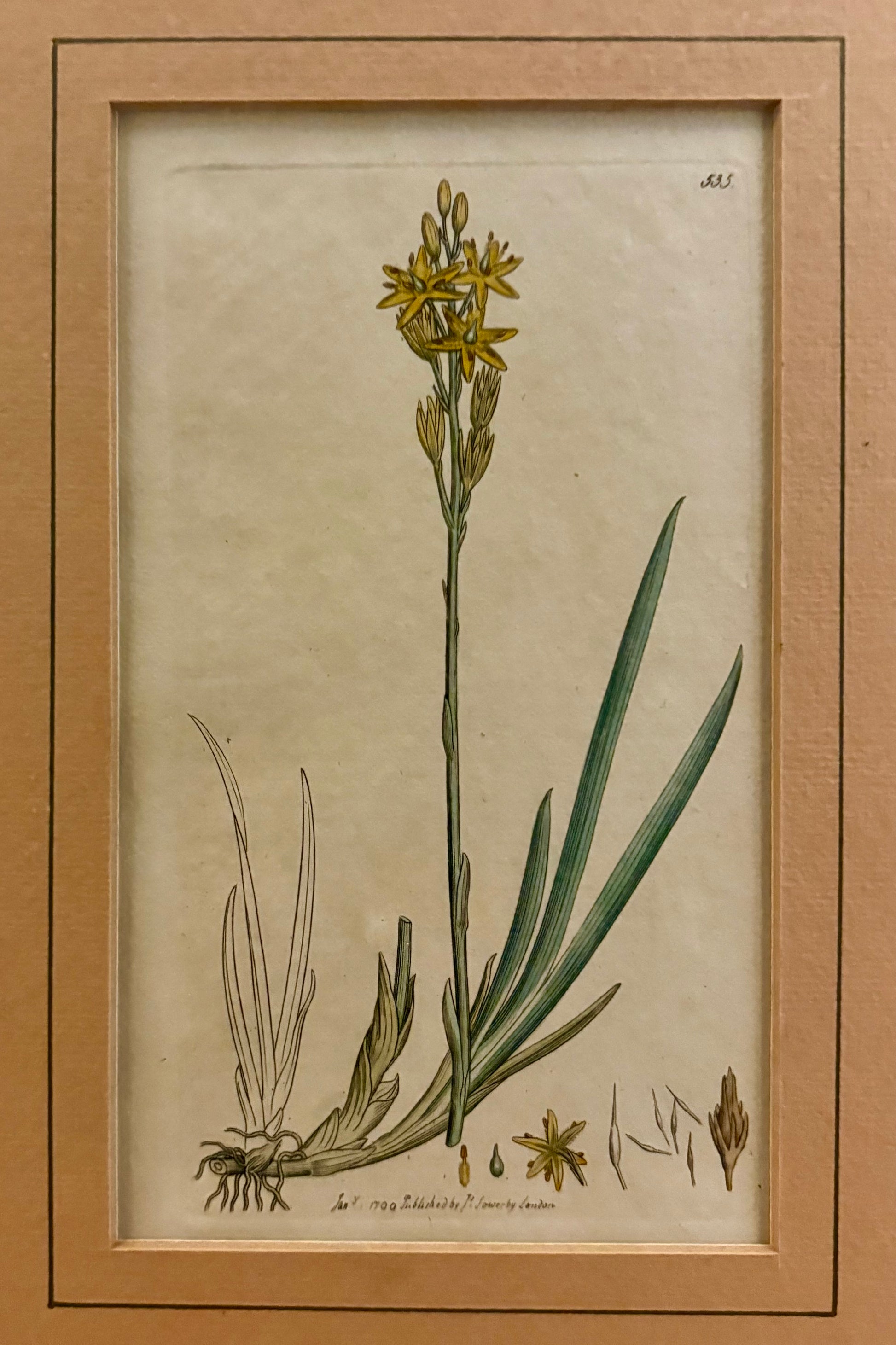 1799 antique botanical art engraving, hand painted, framed art, flower