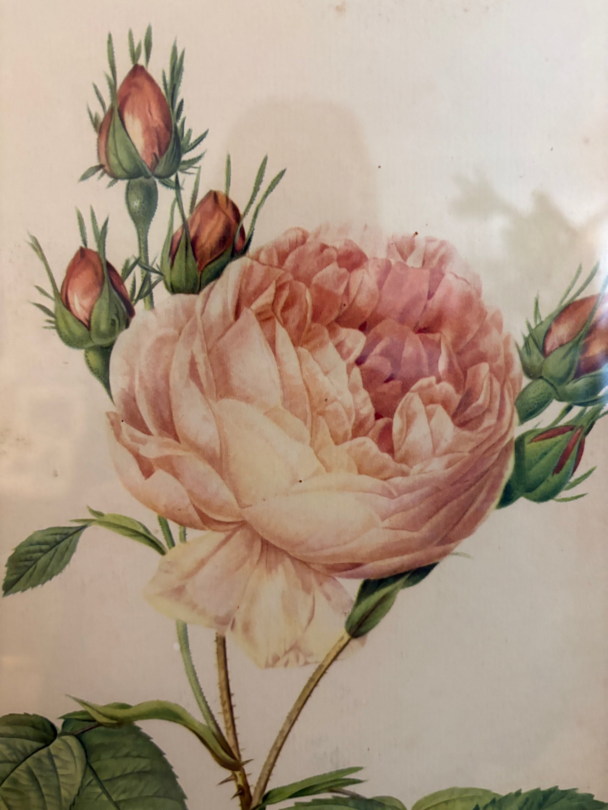 1950s framed print after Redoute, Roses, French art