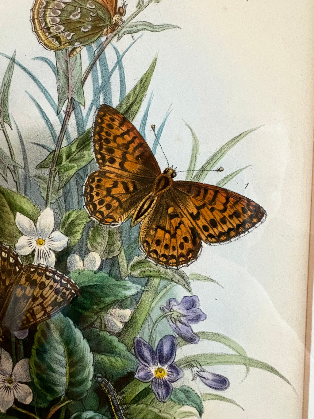 1840s Genuine antique butterfly lithograph with hand colouring, flowers, vintage framed art