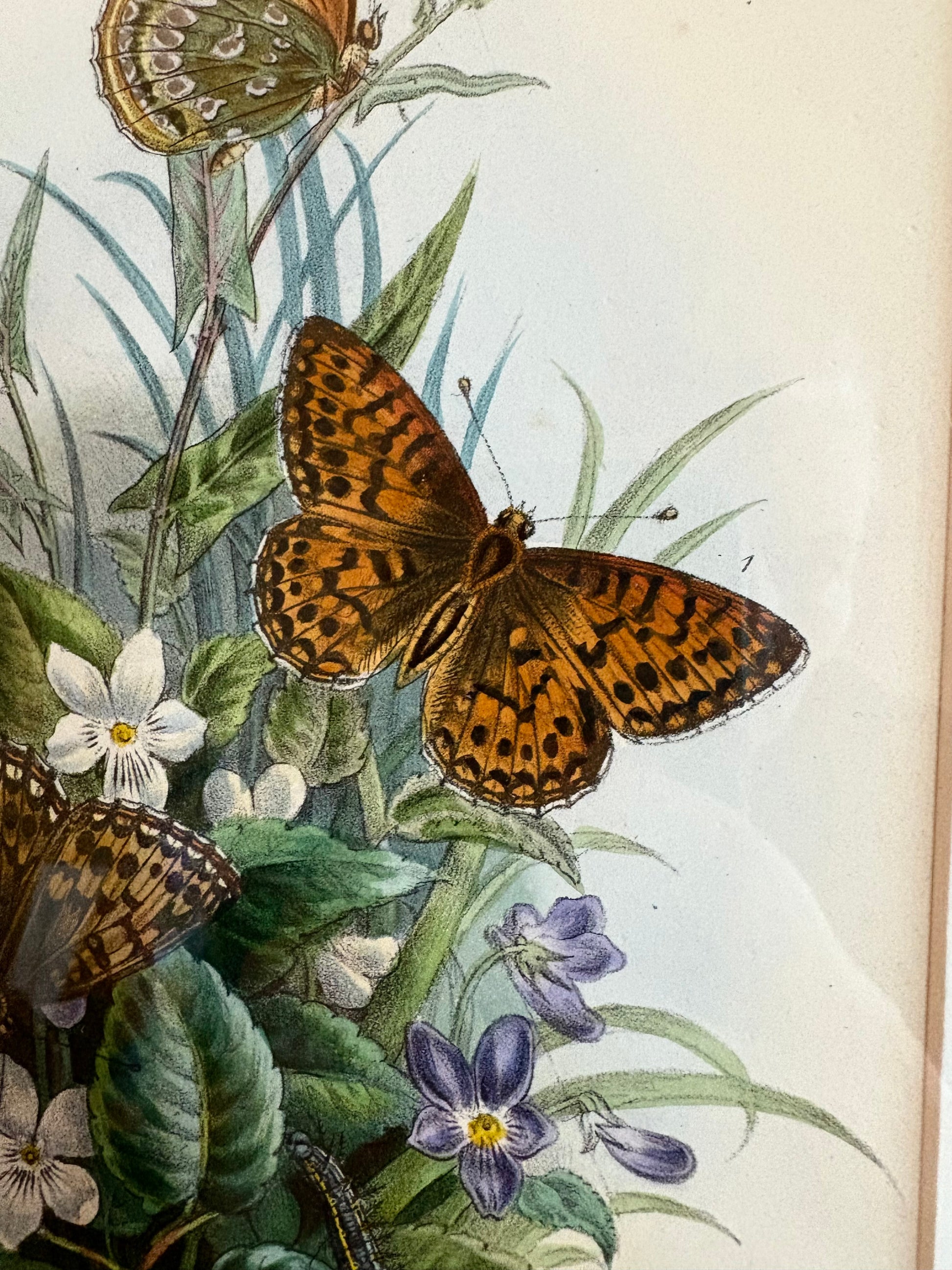 1840s Genuine antique butterfly lithograph with hand colouring, flowers, vintage framed art