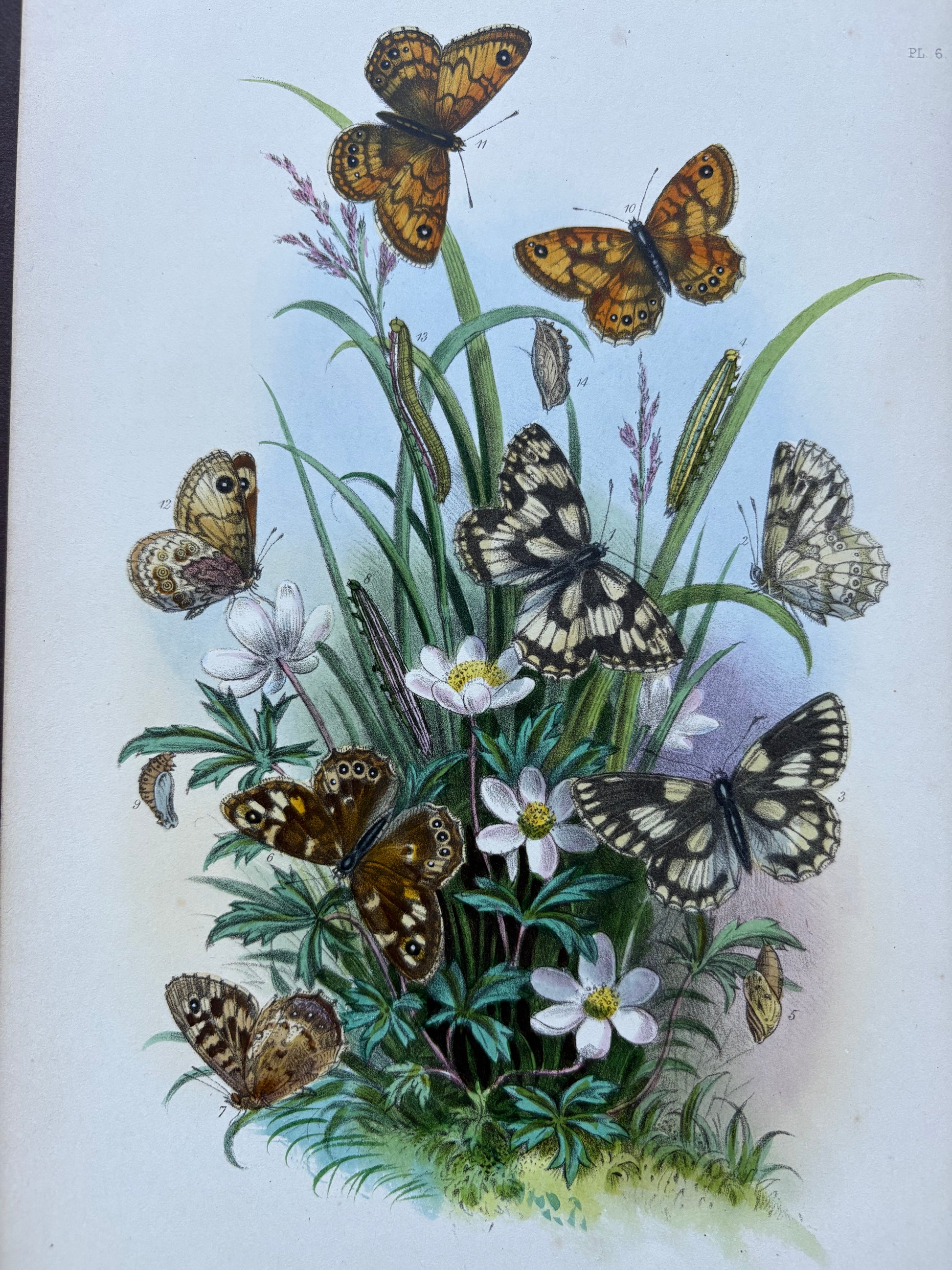 1840s Genuine antique butterfly lithograph with hand colouring, flowers, vintage art
