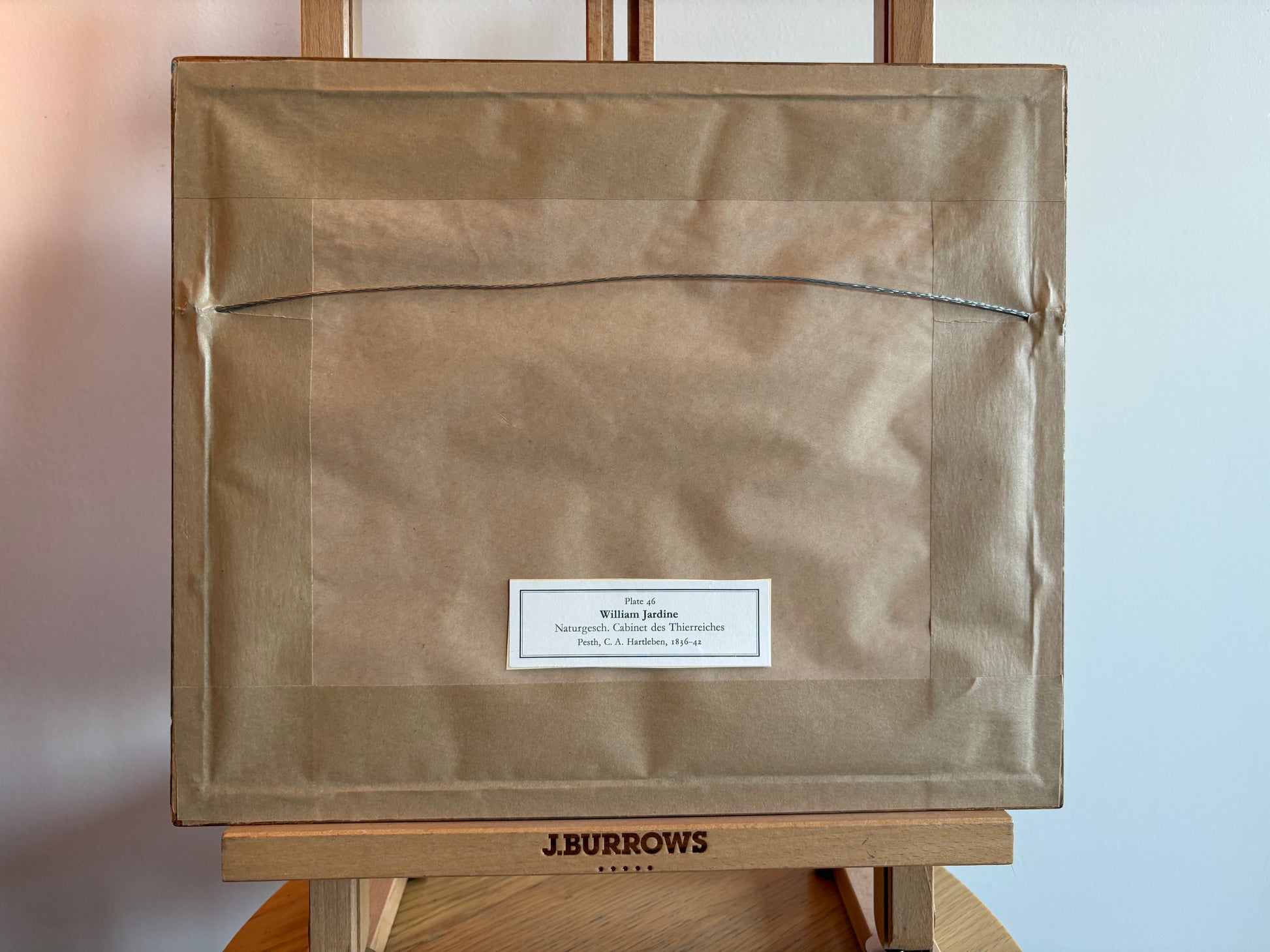 1830s original copperplate engraving, Bennetts Wallaby, kangaroo, framed antique art