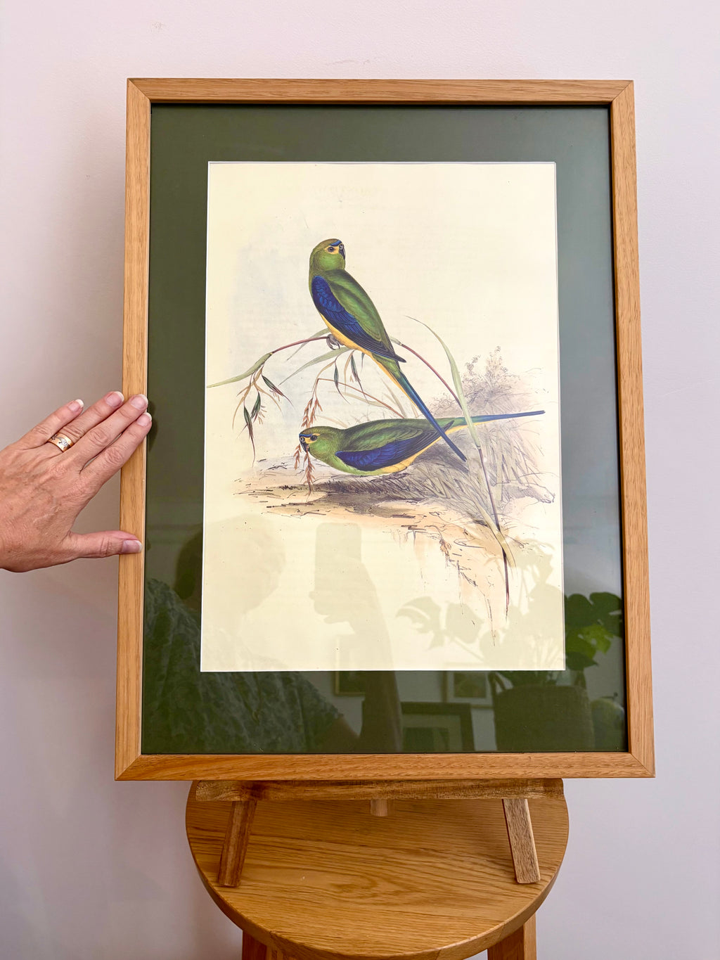 1989 Authentic limited edition 64/500 Gould print, Parakeet, vintage art