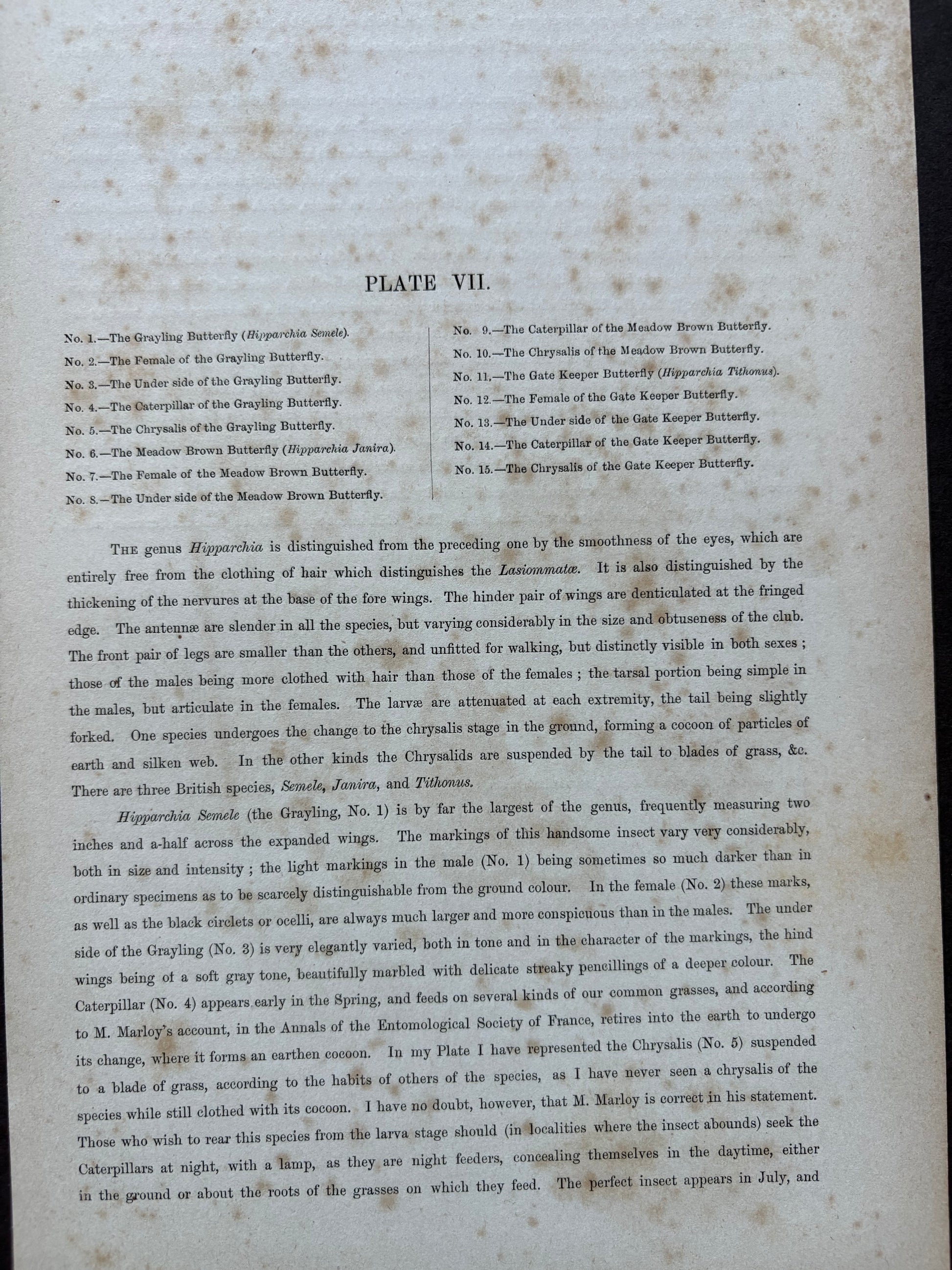 1840s Genuine antique butterfly lithograph with hand colouring, flowers, vintage art