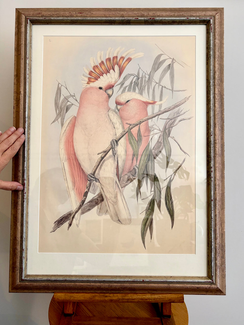 1989 Authentic limited Edition Gould print, Pink Cockatoo, vintage art