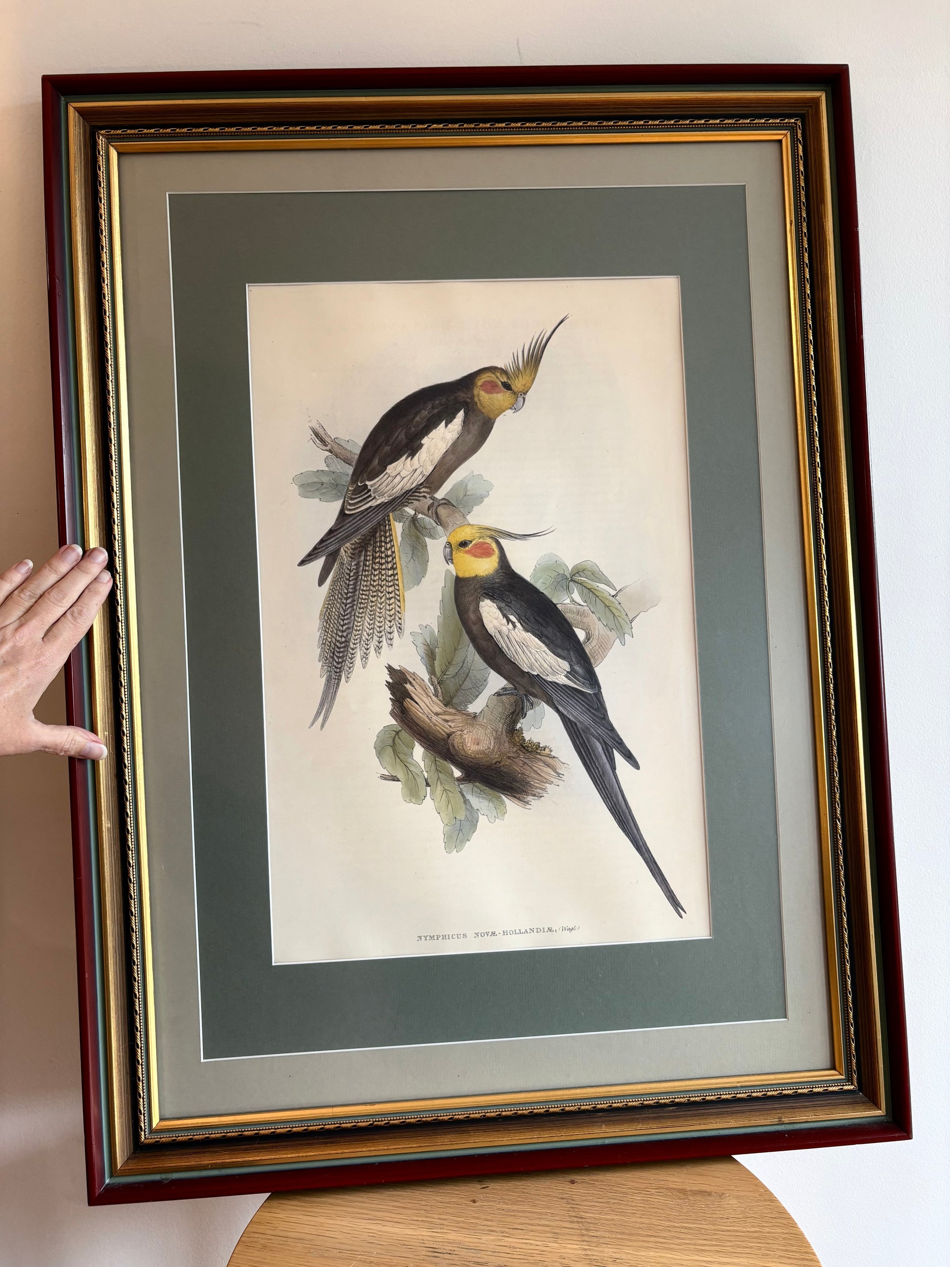 1989 Authentic limited Edition Gould print, Baraband's Cockatiel, vintage art