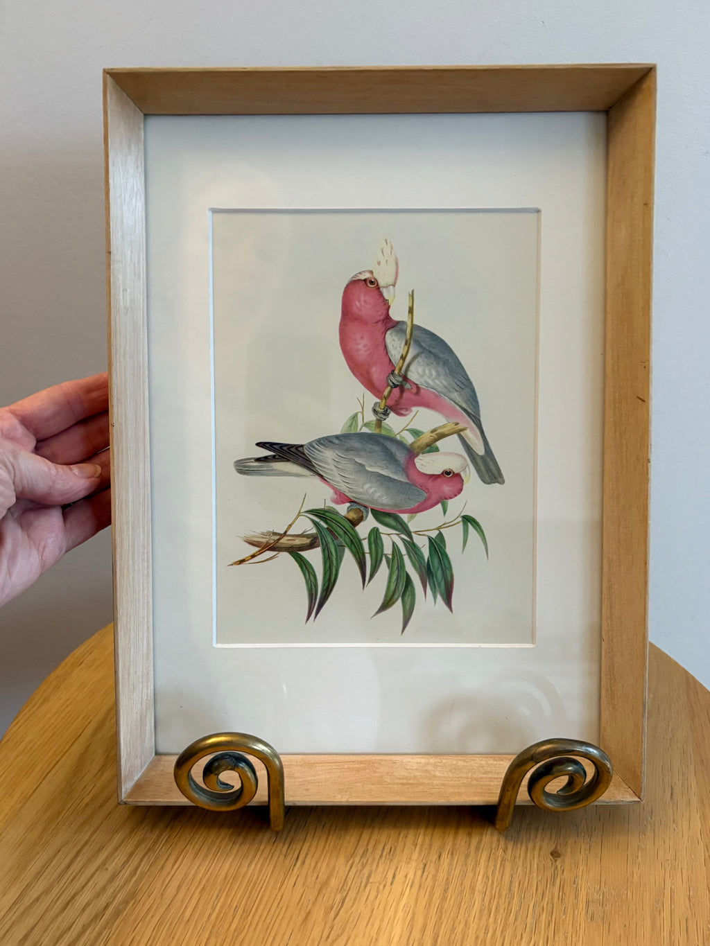 Miniature Gould "Birds of Australia" 1948 print of Galahs, vintage framed art