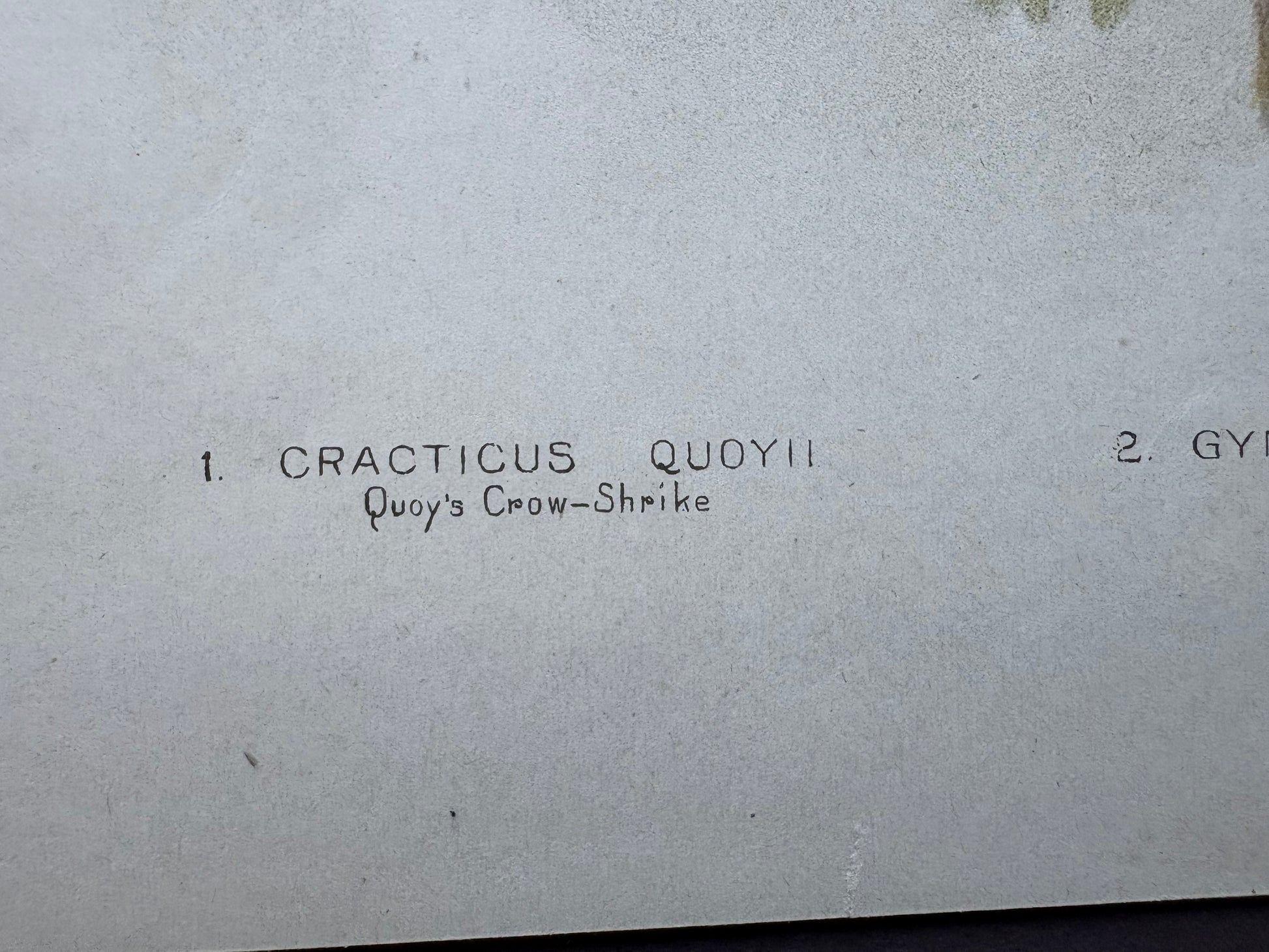 1891 Antique lithographic print, Gracius Broinowski, Butcherbird, Australian birds, unframed art