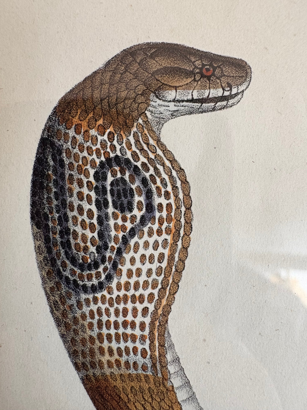 1820s original copperplate engraving, Cobra, snake, hand-coloured, antique framed art