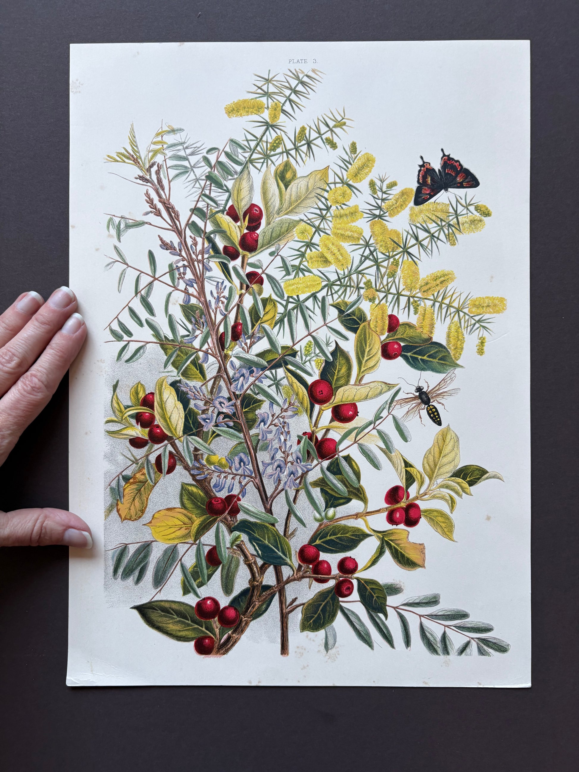 1891 Antique chromolithograph, Louisa A Meredith, Australian, botanical art, butterfly