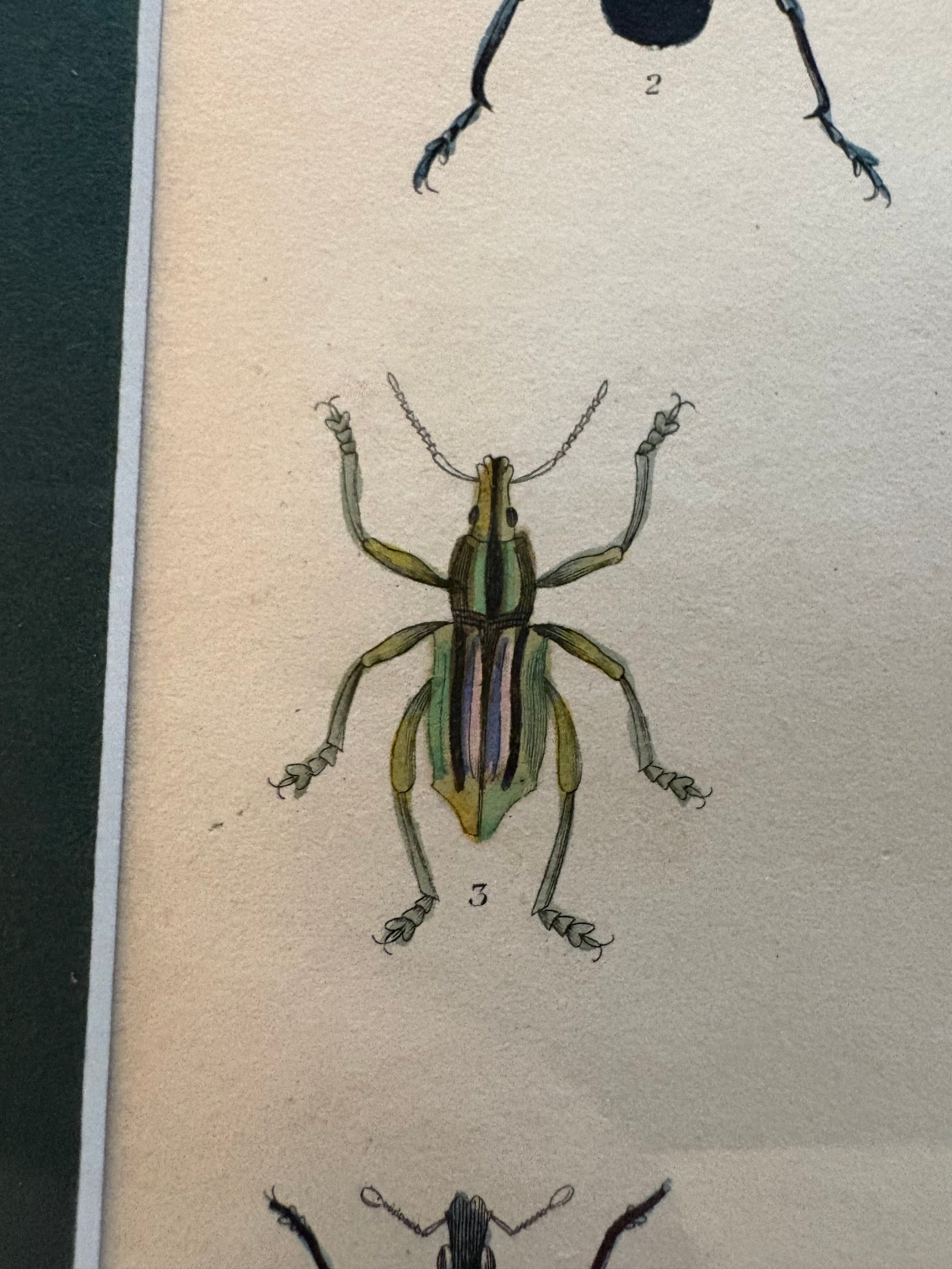 1835 genuine antique beetle artwork, hand coloured engraving, framed wall art, JamesDuncan,