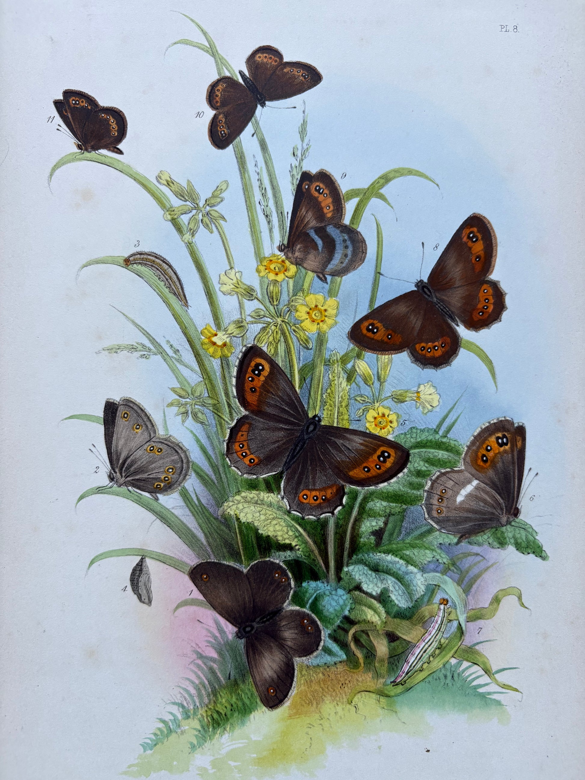 1840s Genuine antique butterfly lithograph with hand colouring, flowers, vintage art