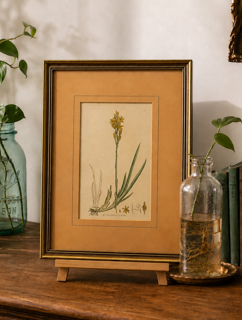 1799 antique botanical art engraving, hand painted, framed art, flower