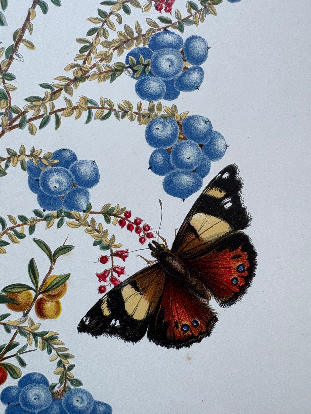 1891 Antique chromolithograph, Louisa A Meredith, Australian, botanical art