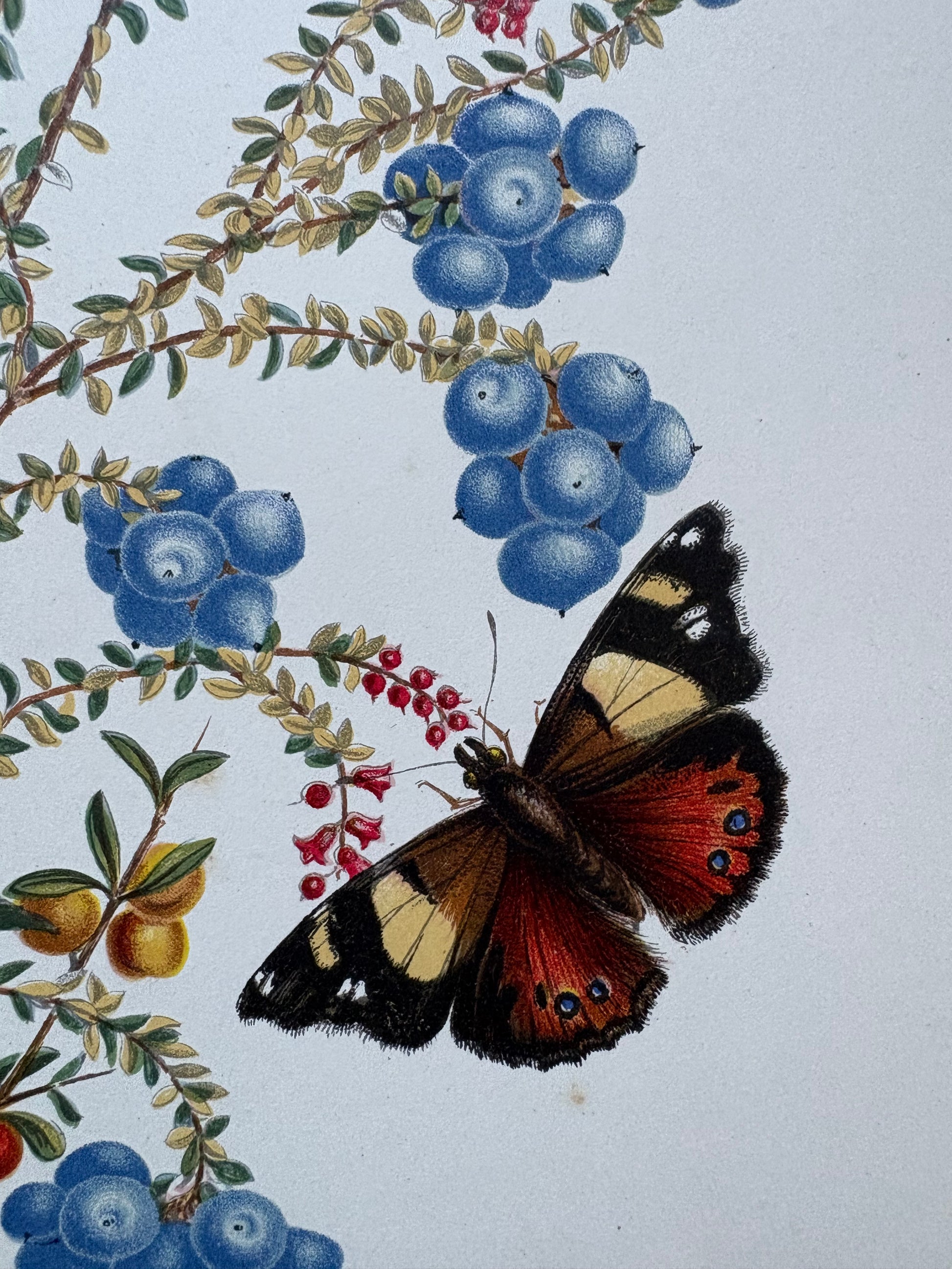 1891 Antique chromolithograph, Louisa A Meredith, Australian, botanical art