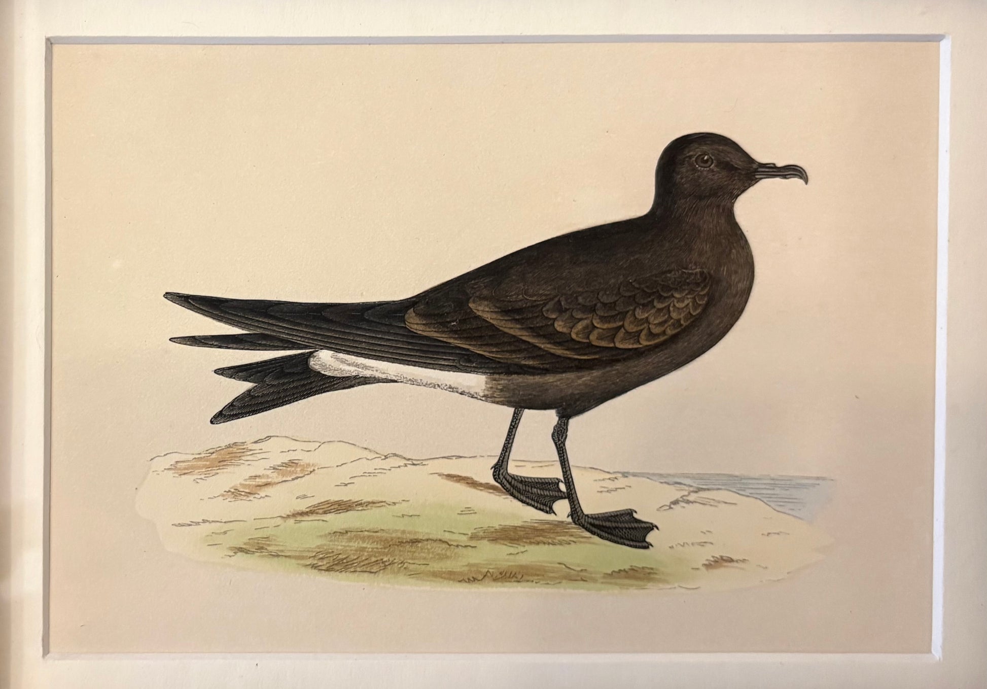 1860s Genuine antique, bird engraving, hand coloured, carved frame, original vintage art