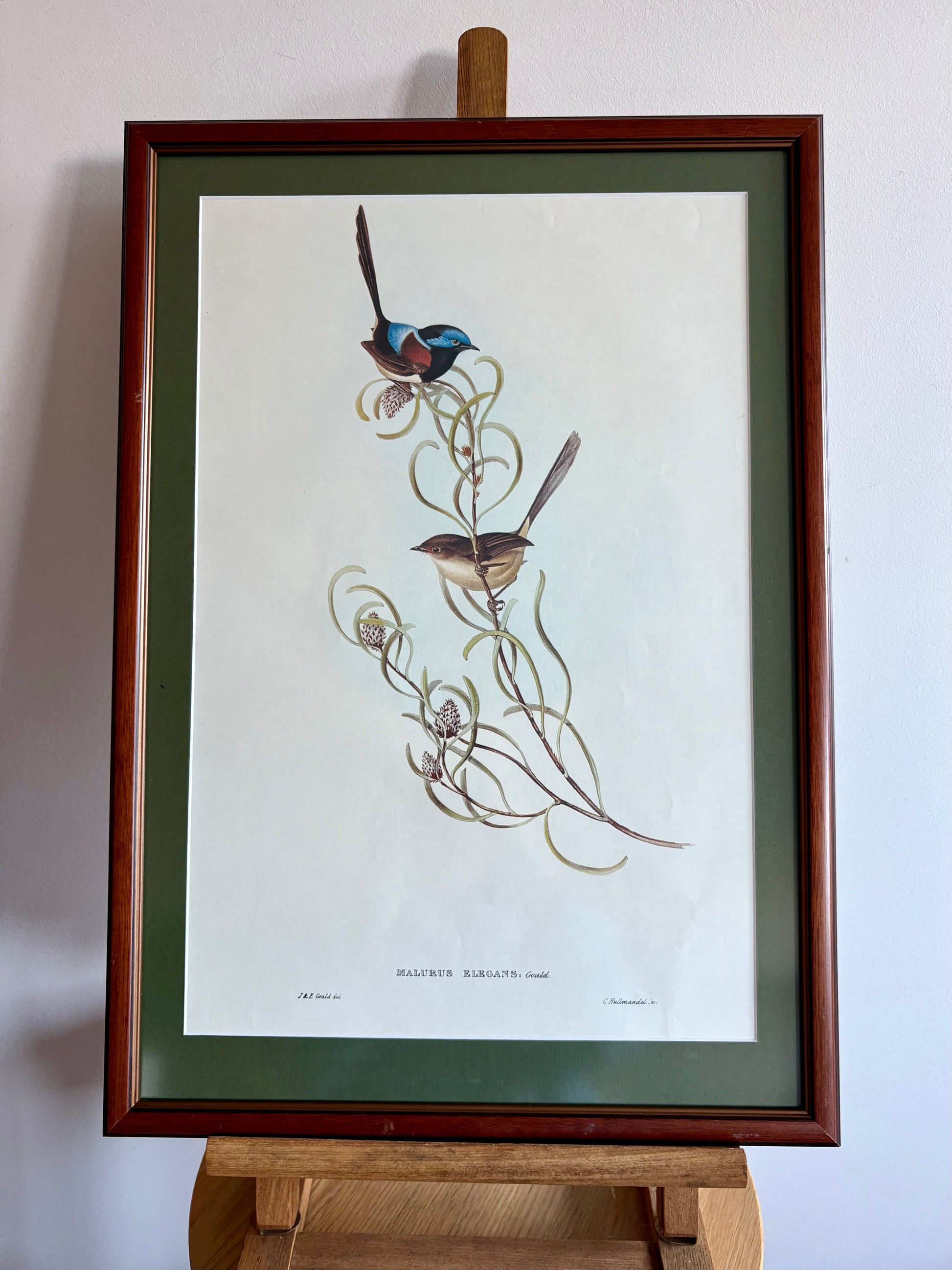 Gould "Birds of Australia" 1972 print of Blue Wrens, vintage framed art