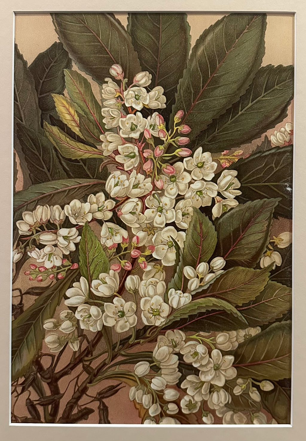 1891 Antique chromolithograph, Louisa A Meredith, Australian, flowers, botanical art, framed art