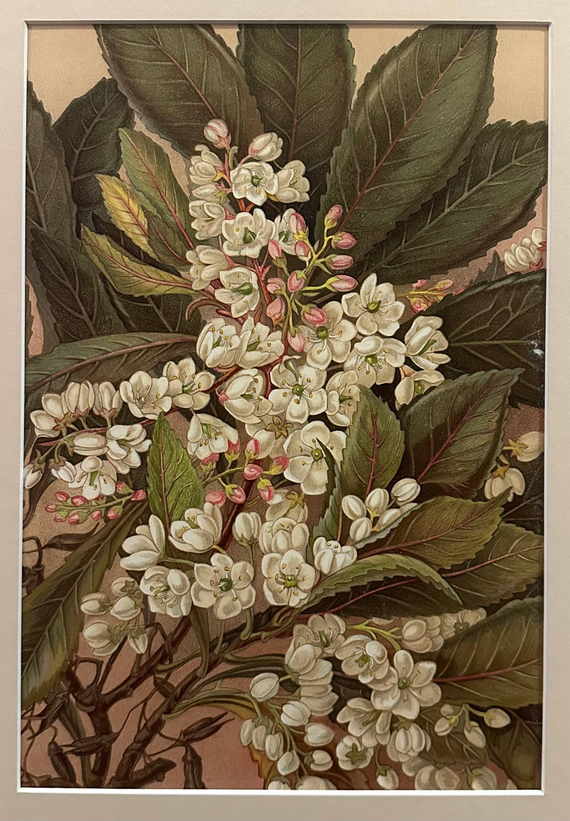 1891 Antique chromolithograph, Louisa A Meredith, Australian, flowers, botanical art, framed art