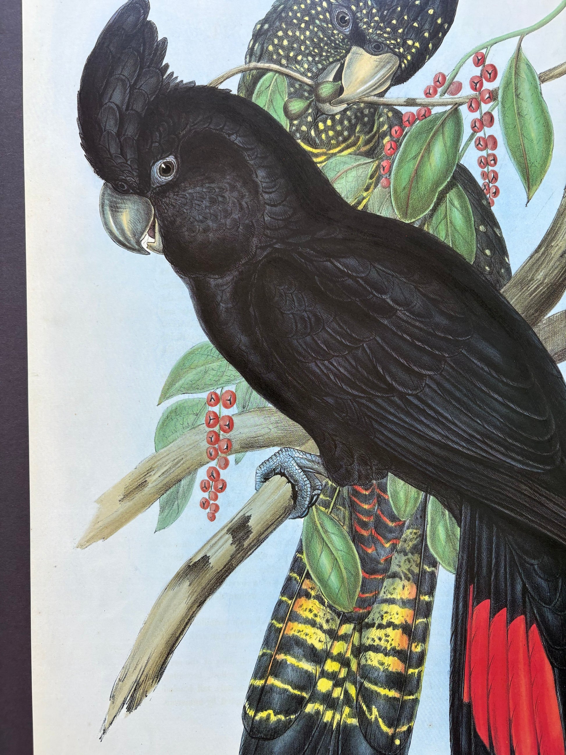 1989 Authentic limited Edition Gould print, Black Cockatoo, vintage art