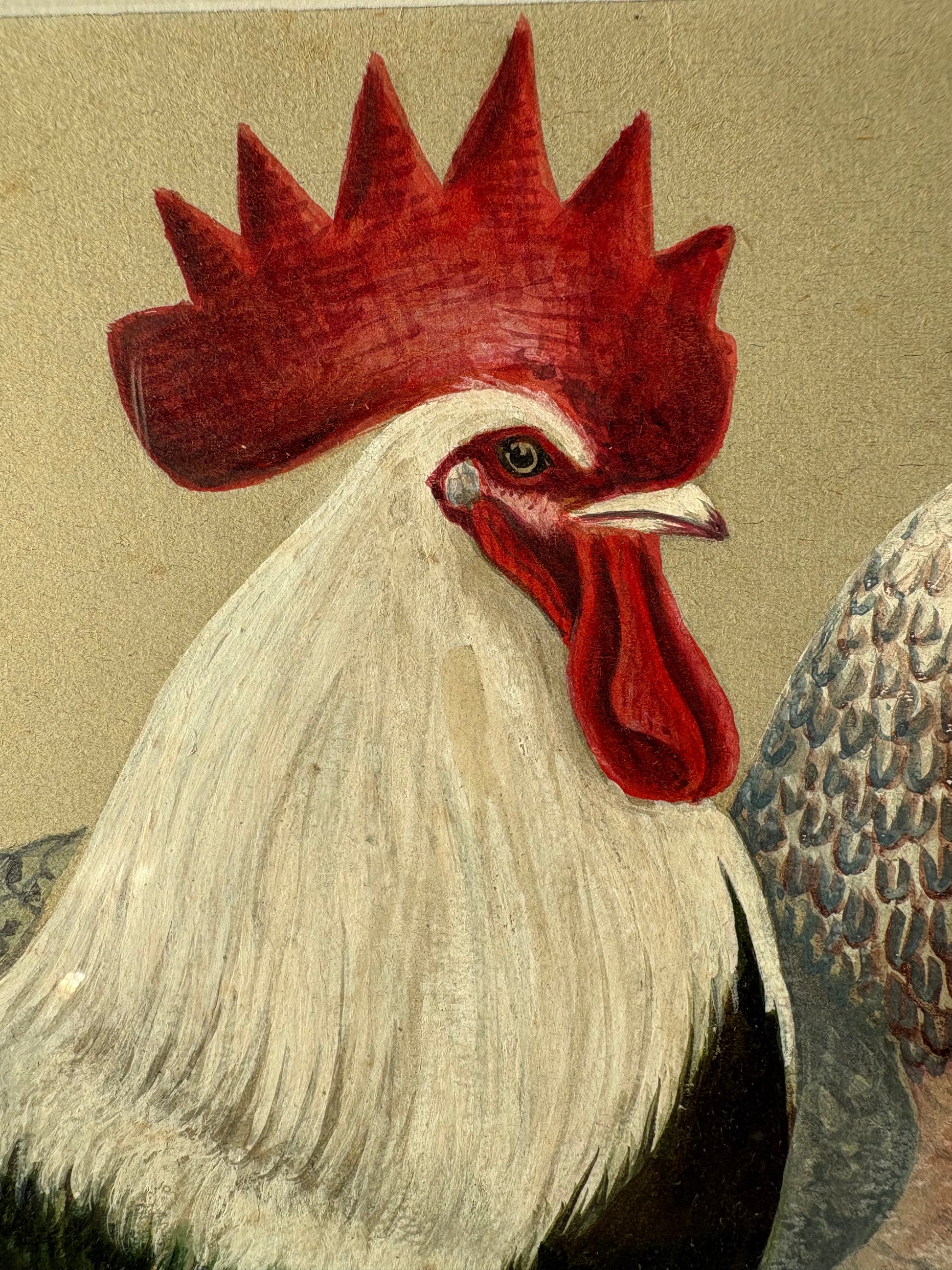 1930s original painting, Silver Dorking Fowl, rooster, chicken, framed vintage art