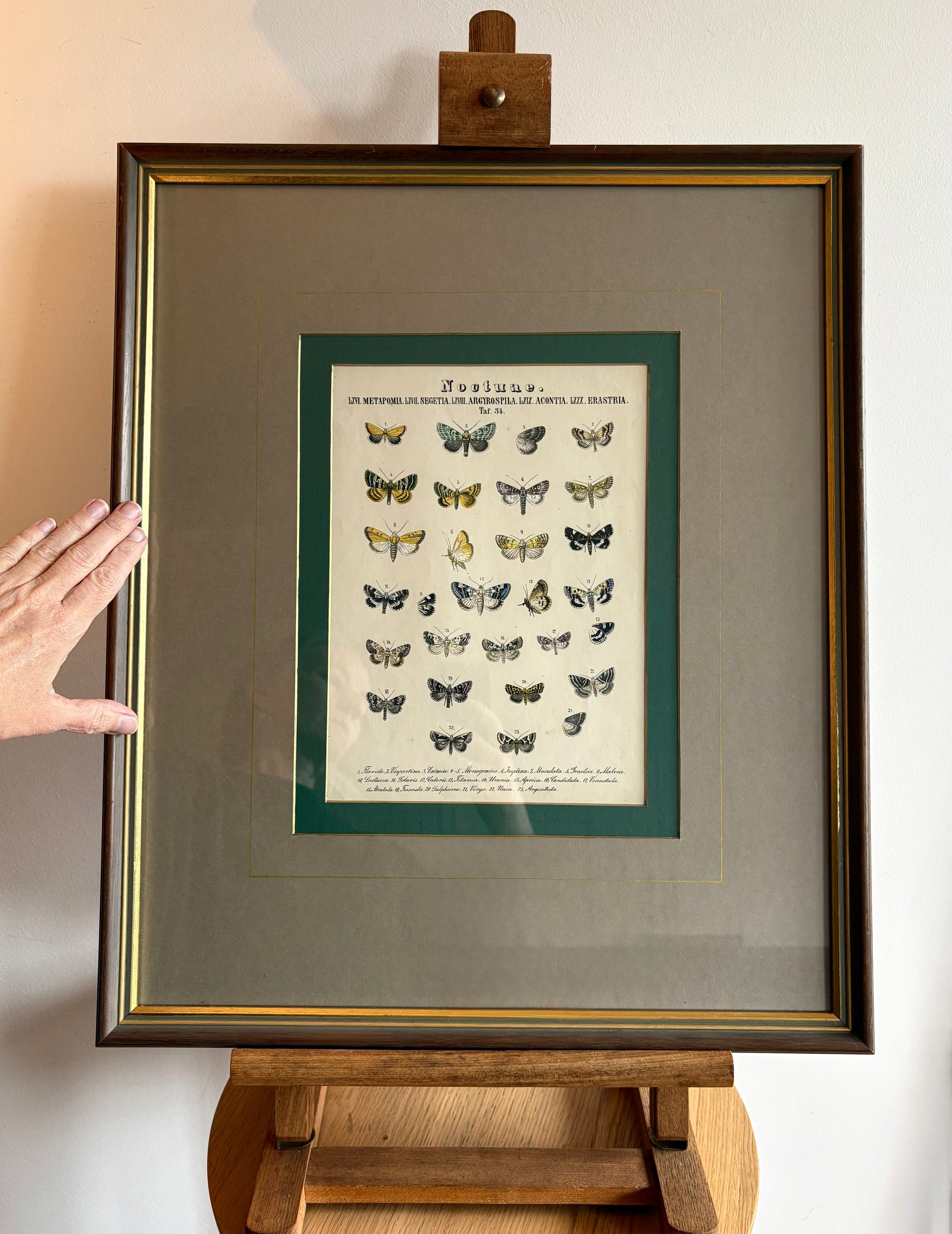 1860s Genuine antique, Moths, engraving, hand coloured, framed original vintage wall art