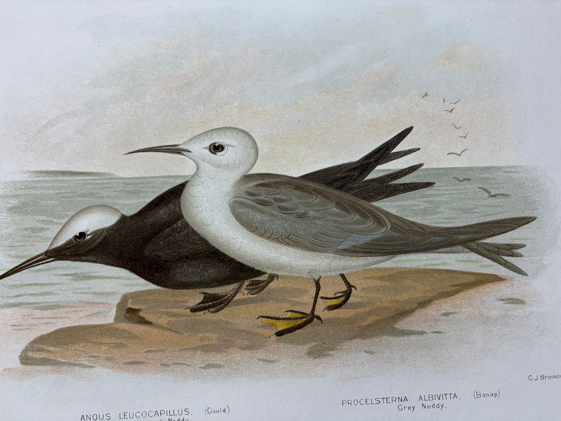 1891 Antique lithographic print, Gracius Broinowski, Seagull, Australian birds, unframed art
