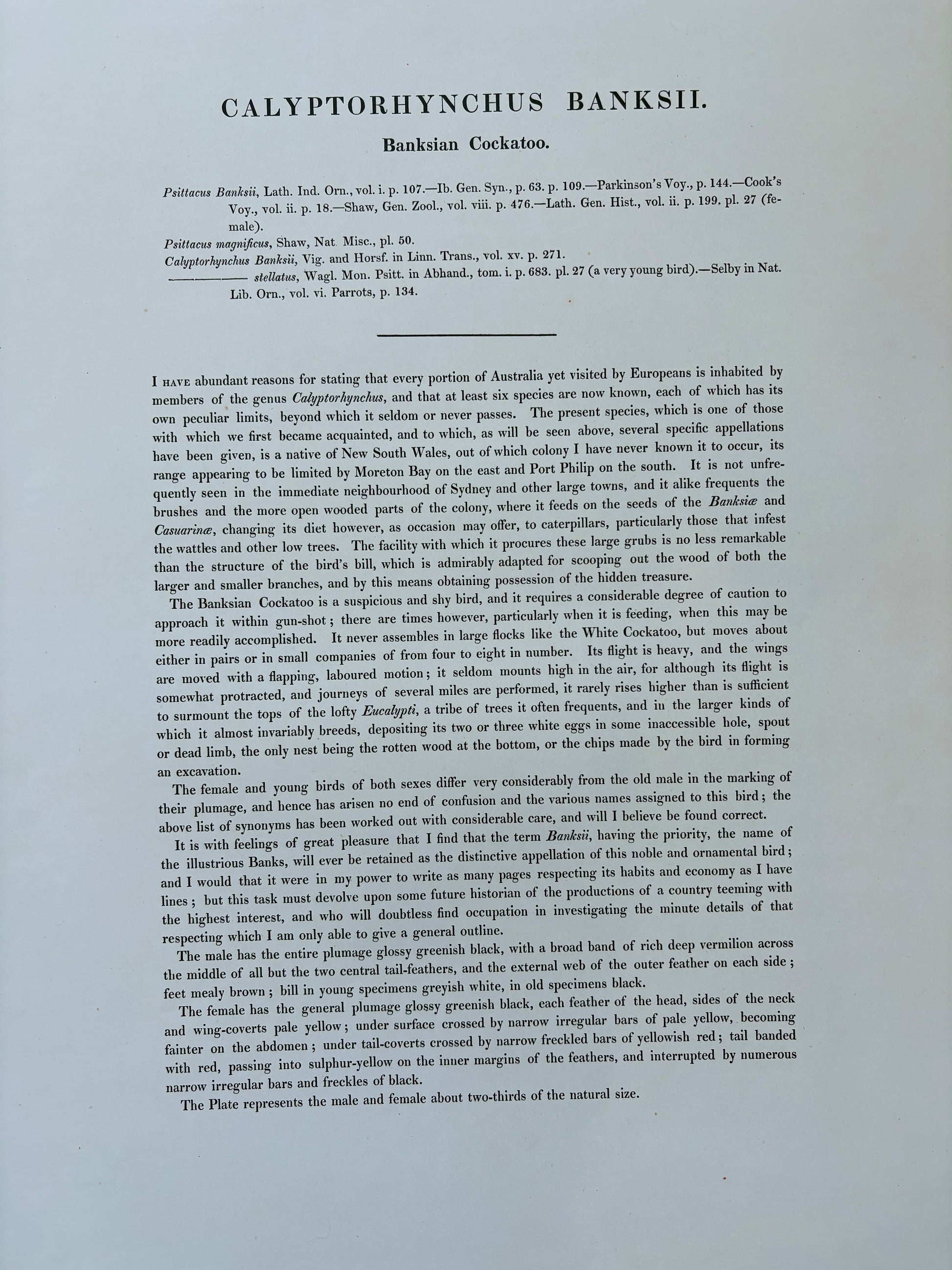 1989 Authentic limited Edition Gould print, Black Cockatoo, vintage art