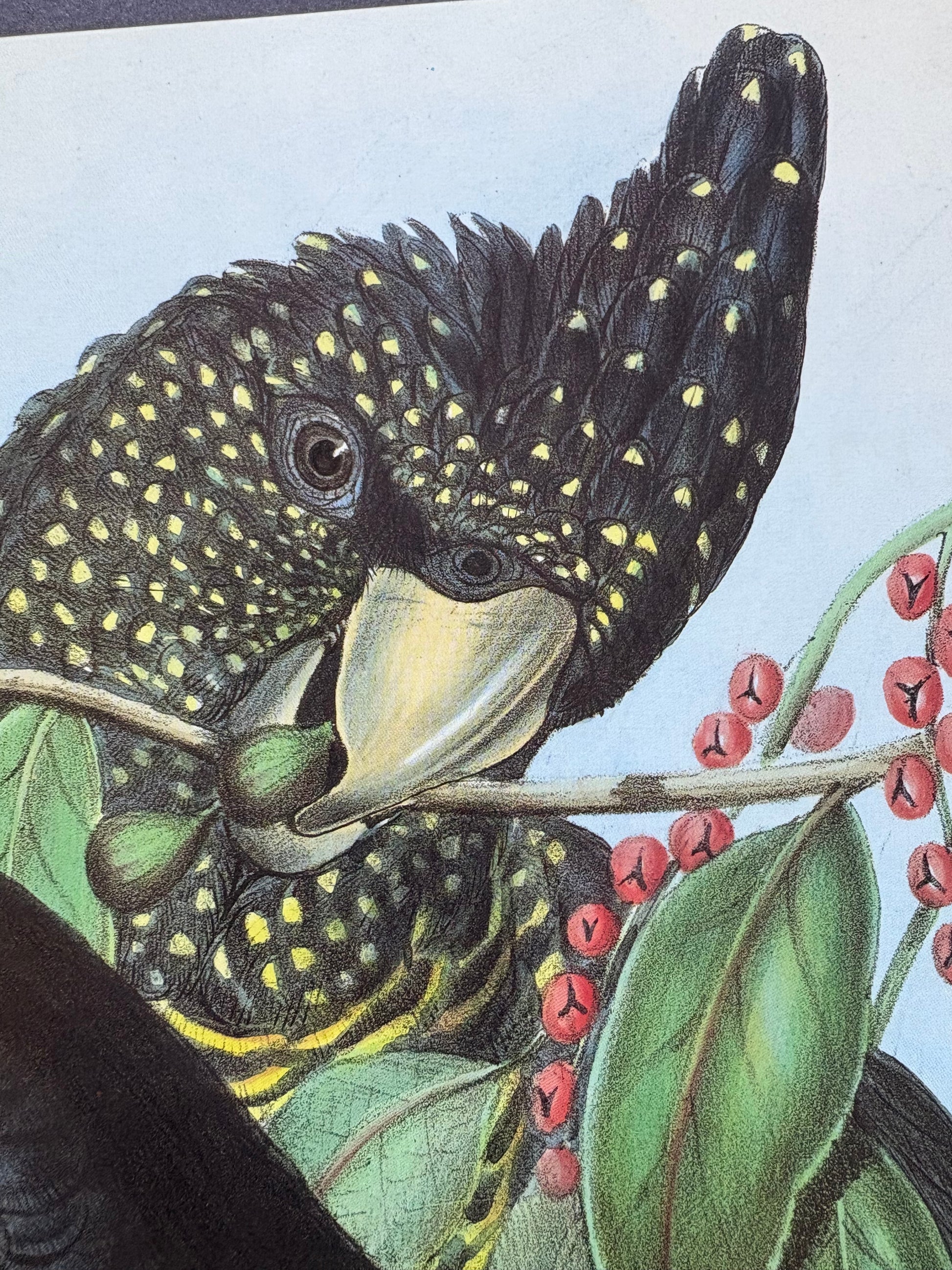 1989 Authentic limited Edition Gould print, Black Cockatoo, vintage art