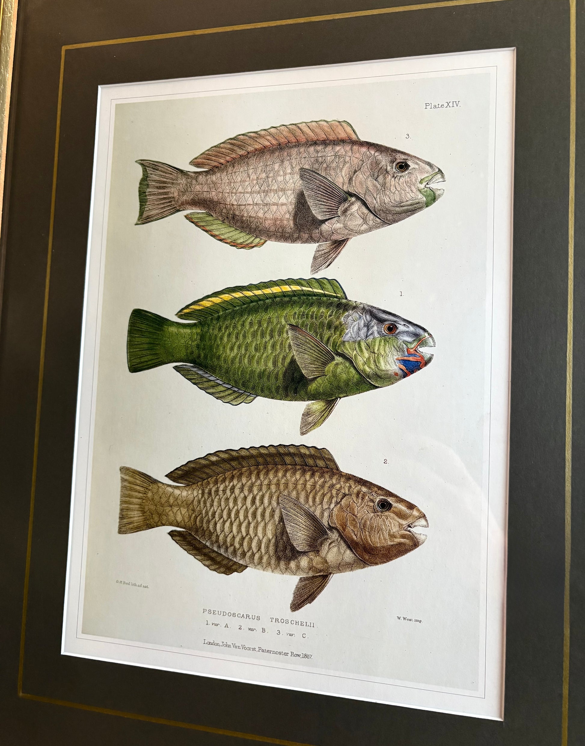 Vintage print, colourful parrot fish, framed wall art, vintage fishing print