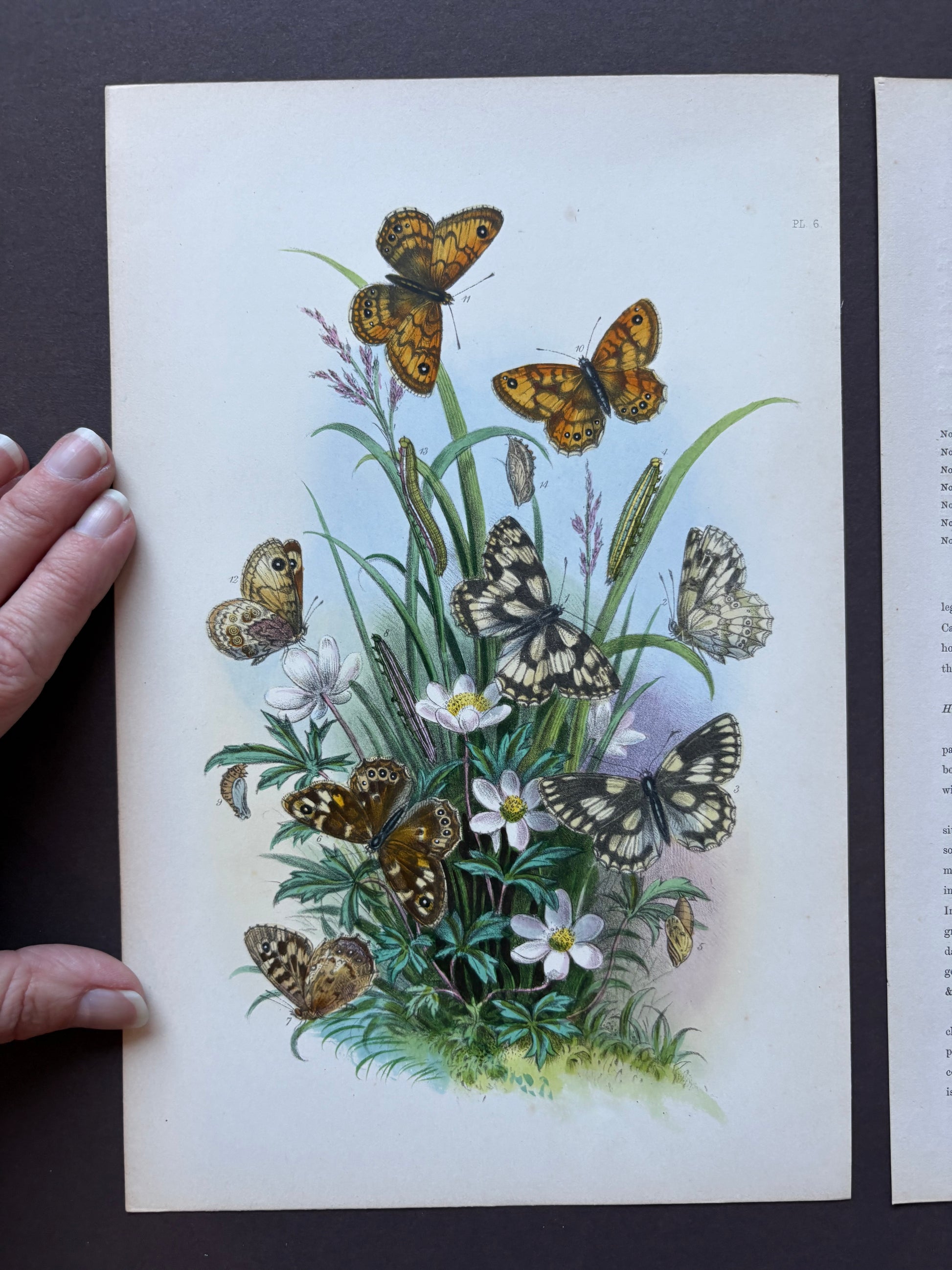 1840s Genuine antique butterfly lithograph with hand colouring, flowers, vintage art
