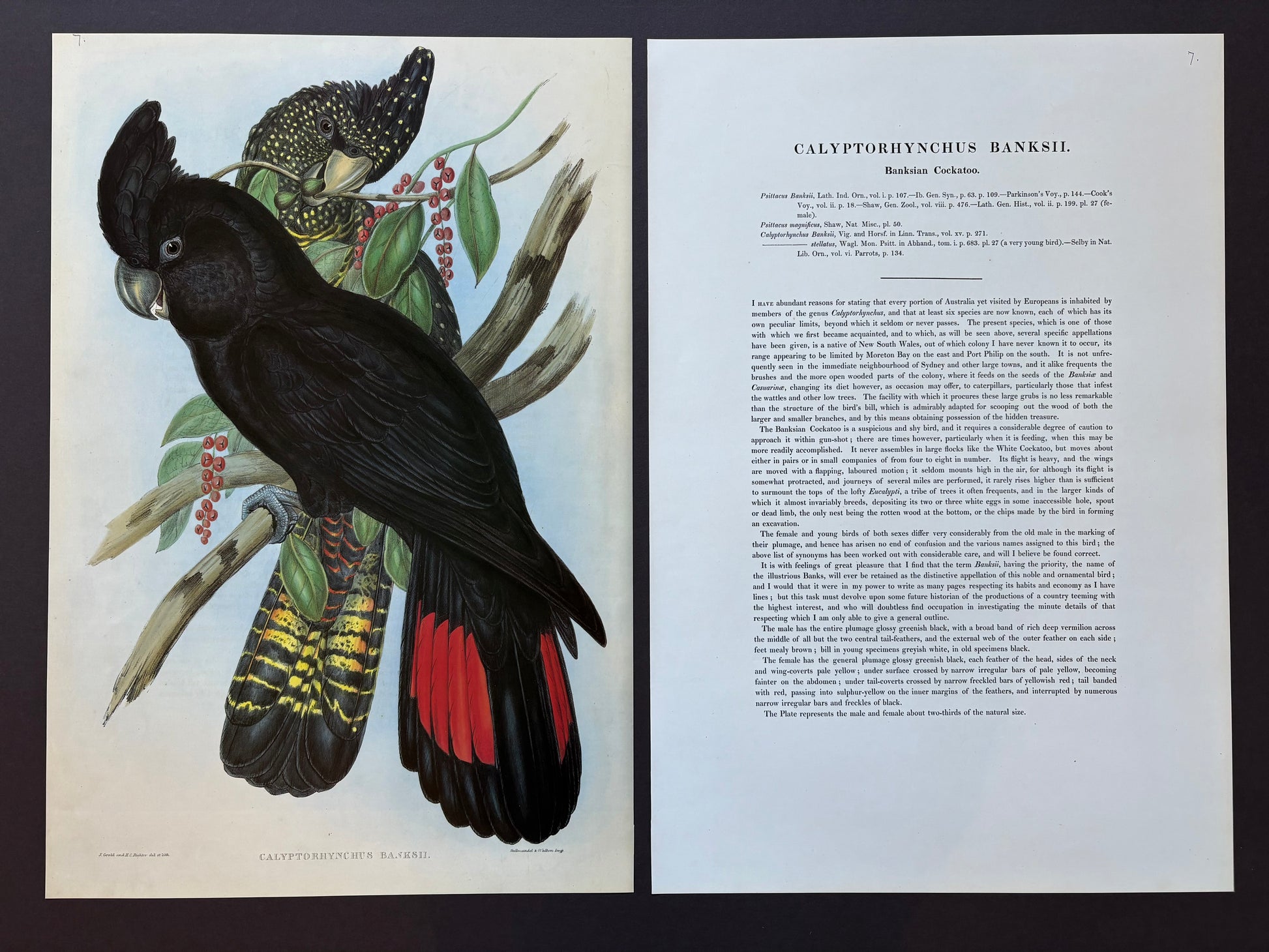 1989 Authentic limited Edition Gould print, Black Cockatoo, vintage art