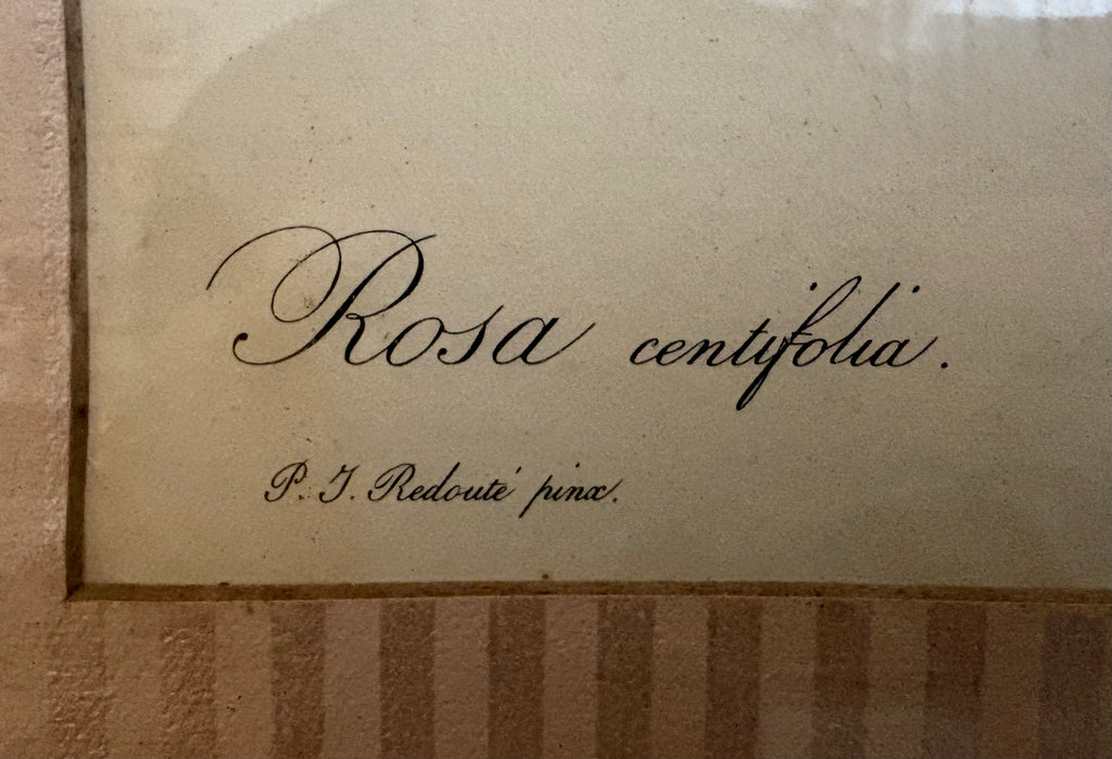 1950s framed print after Redoute, Roses, French art