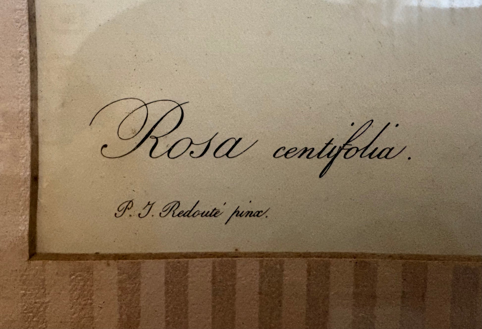 1950s framed print after Redoute, Roses, French art