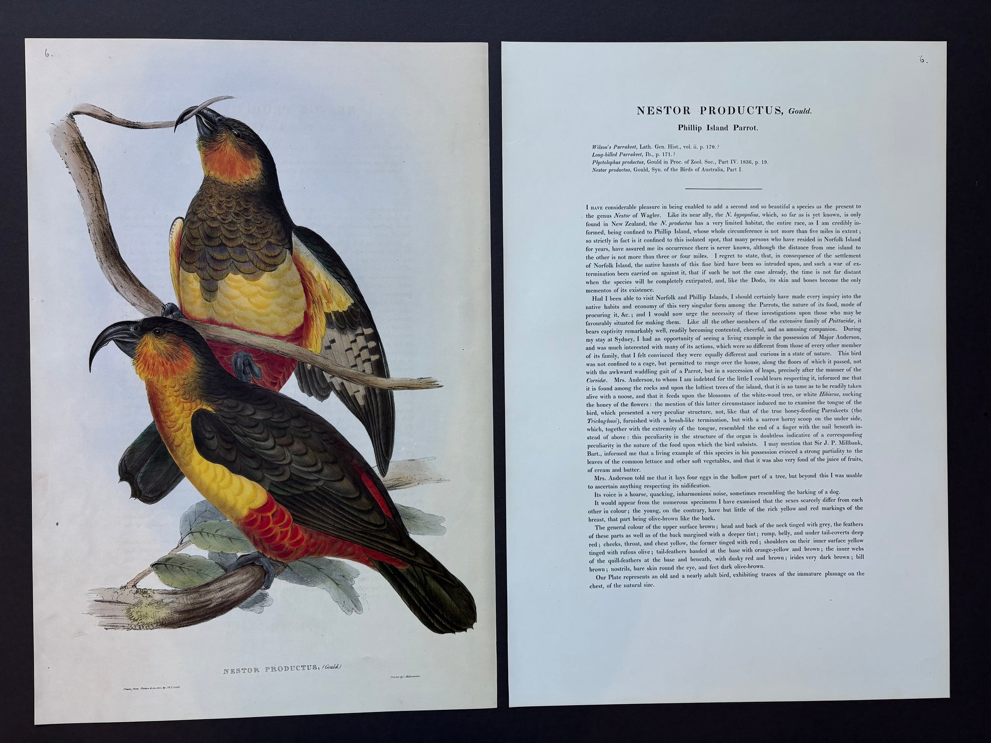 1989 Authentic limited Edition Gould print, Phillip Island Parrot, vintage art