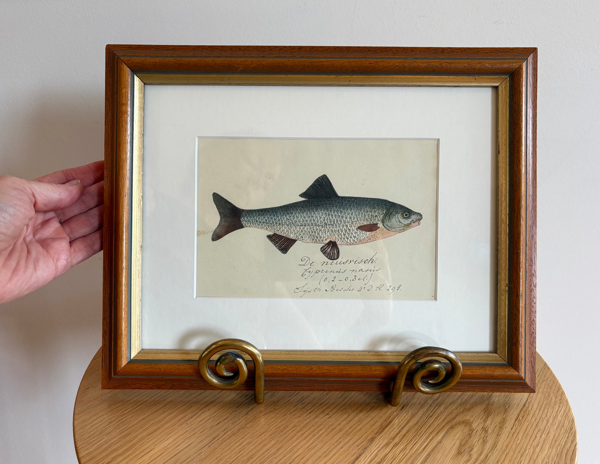 1830s Genuine antique fish engraving, hand coloured, framed original vintage wall art